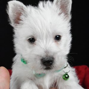 Mr. Eclare The West Highland White Terrier