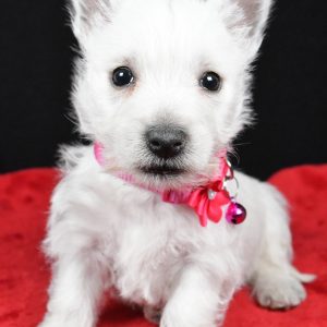 Miss Ellie The West Highland White Terrier