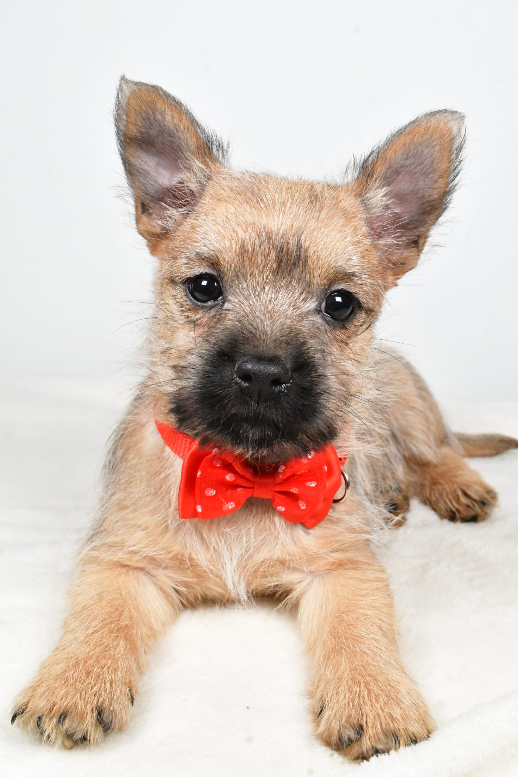Mr Tristan The Cairn Terrier - Image 6