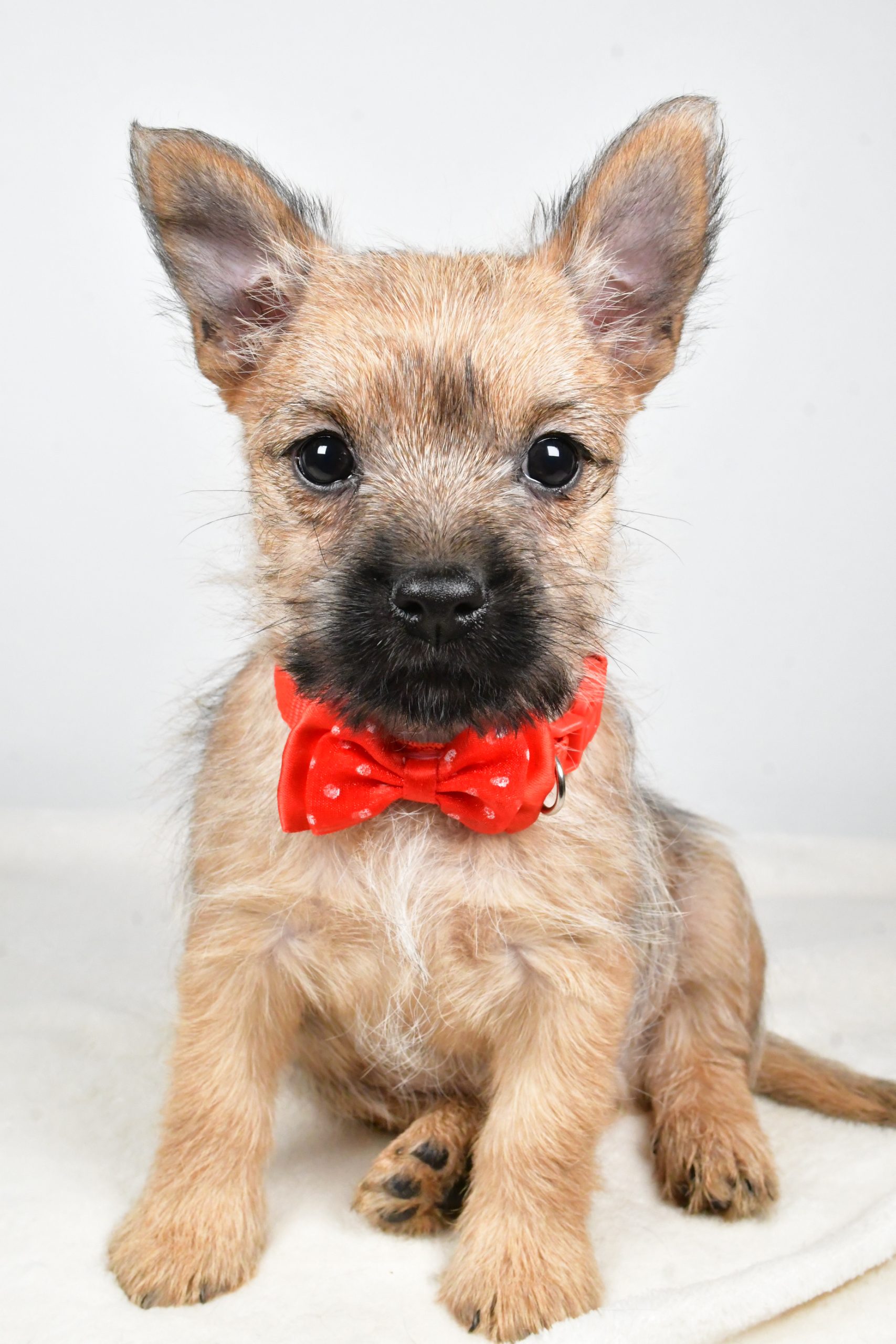 Mr Tristan The Cairn Terrier - Image 3