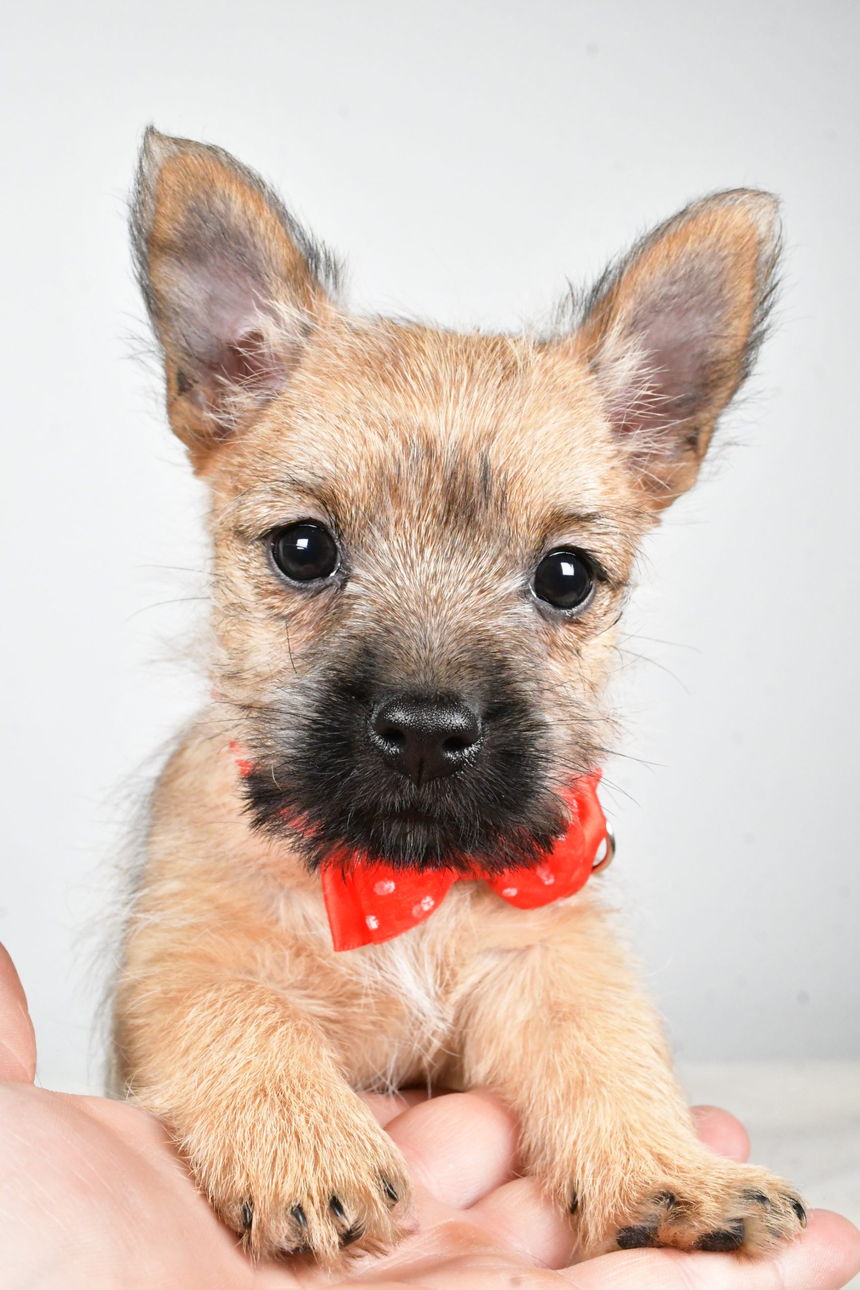Mr Tristan The Cairn Terrier