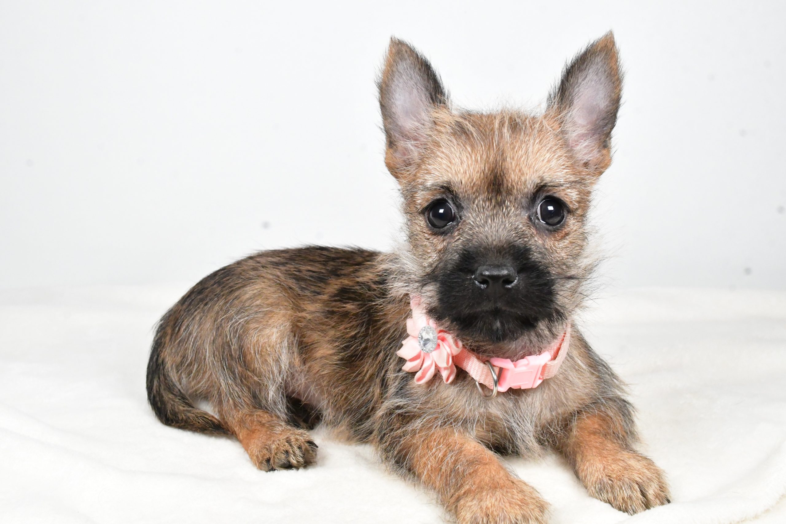 Miss Trisa The Cairn Terrier - Image 8