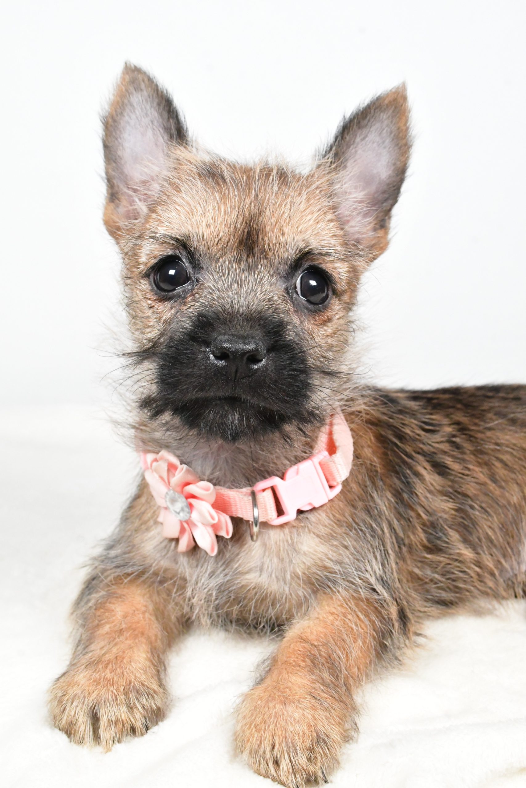 Miss Trisa The Cairn Terrier - Image 6