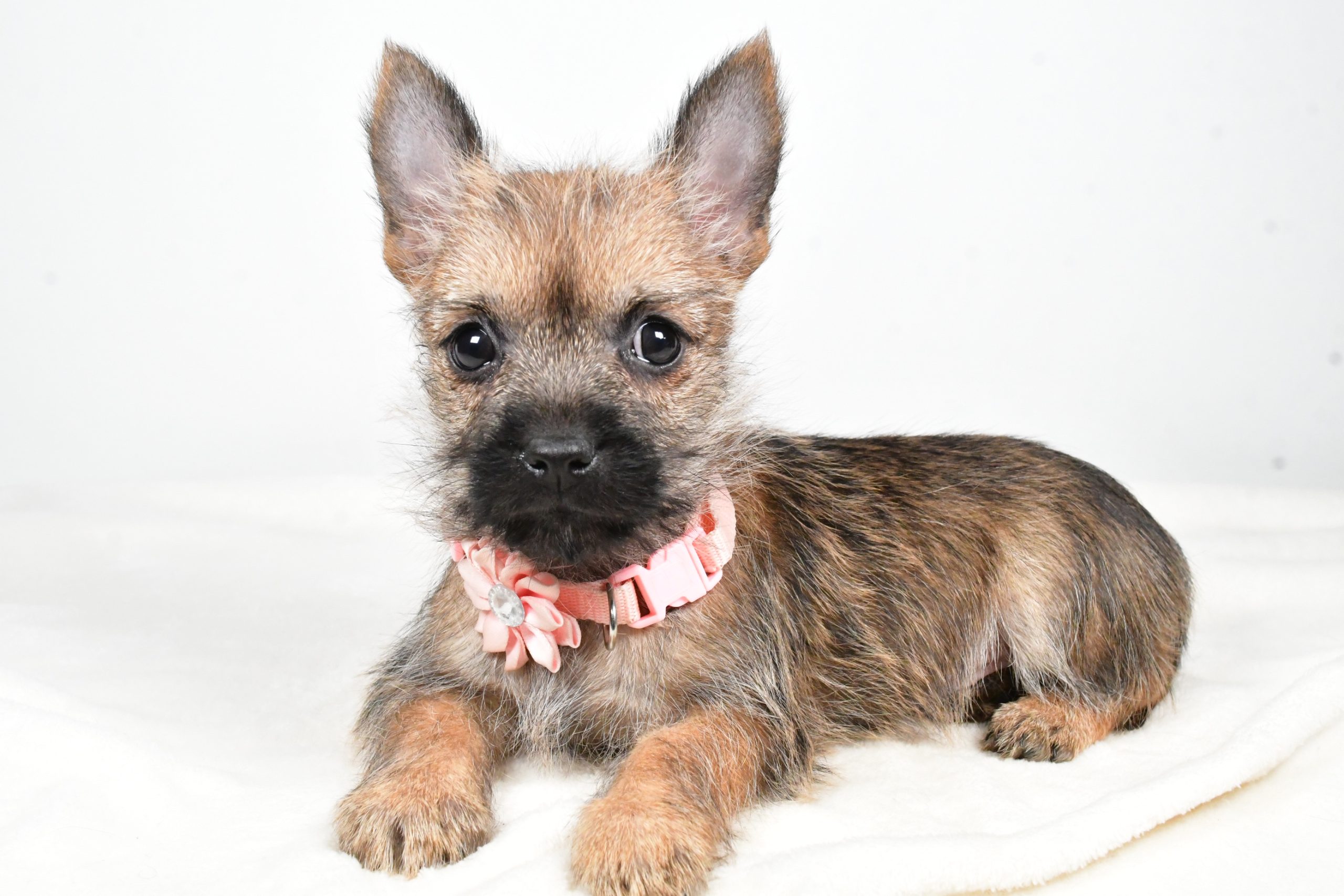Miss Trisa The Cairn Terrier - Image 9