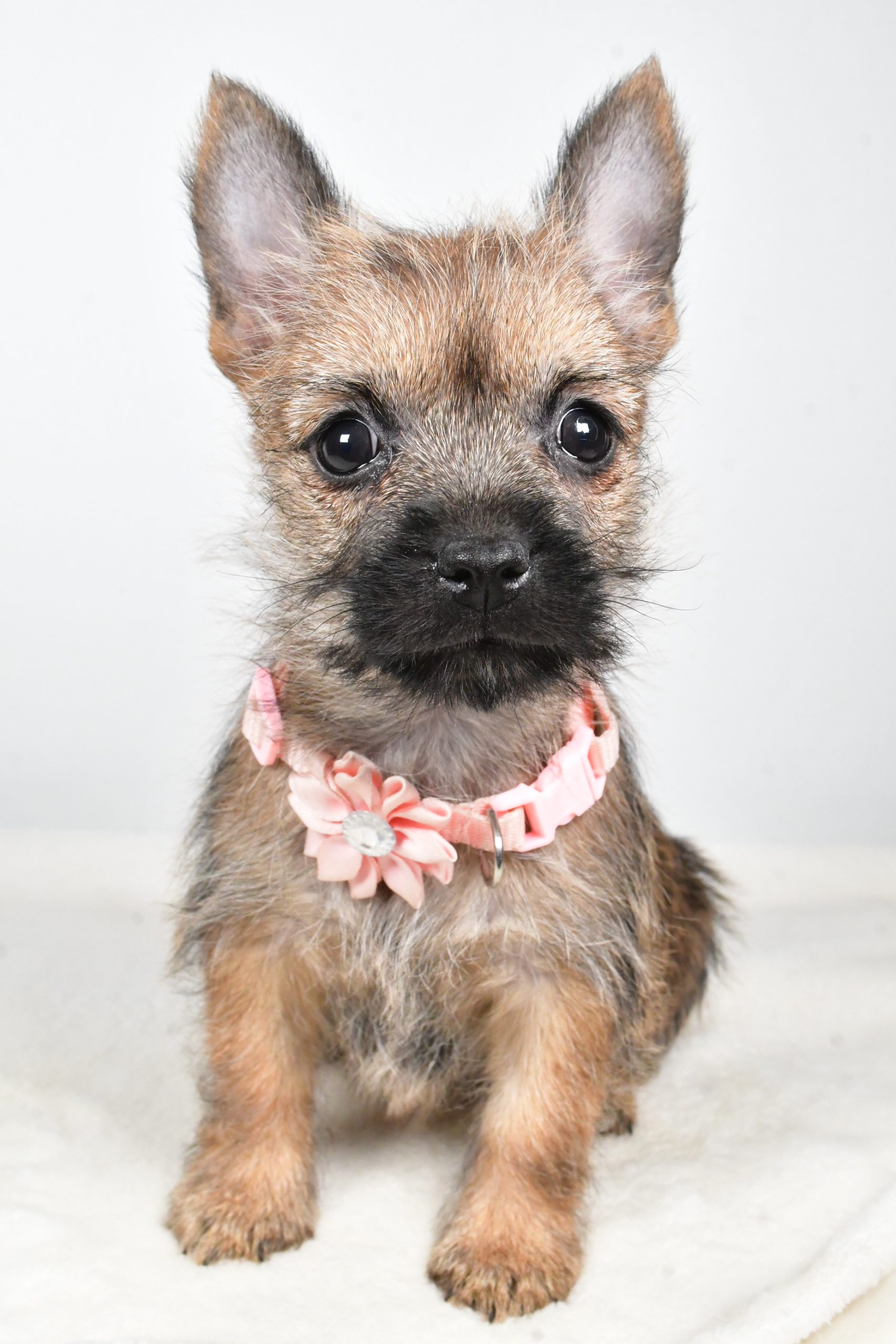 Miss Trisa The Cairn Terrier - Image 4
