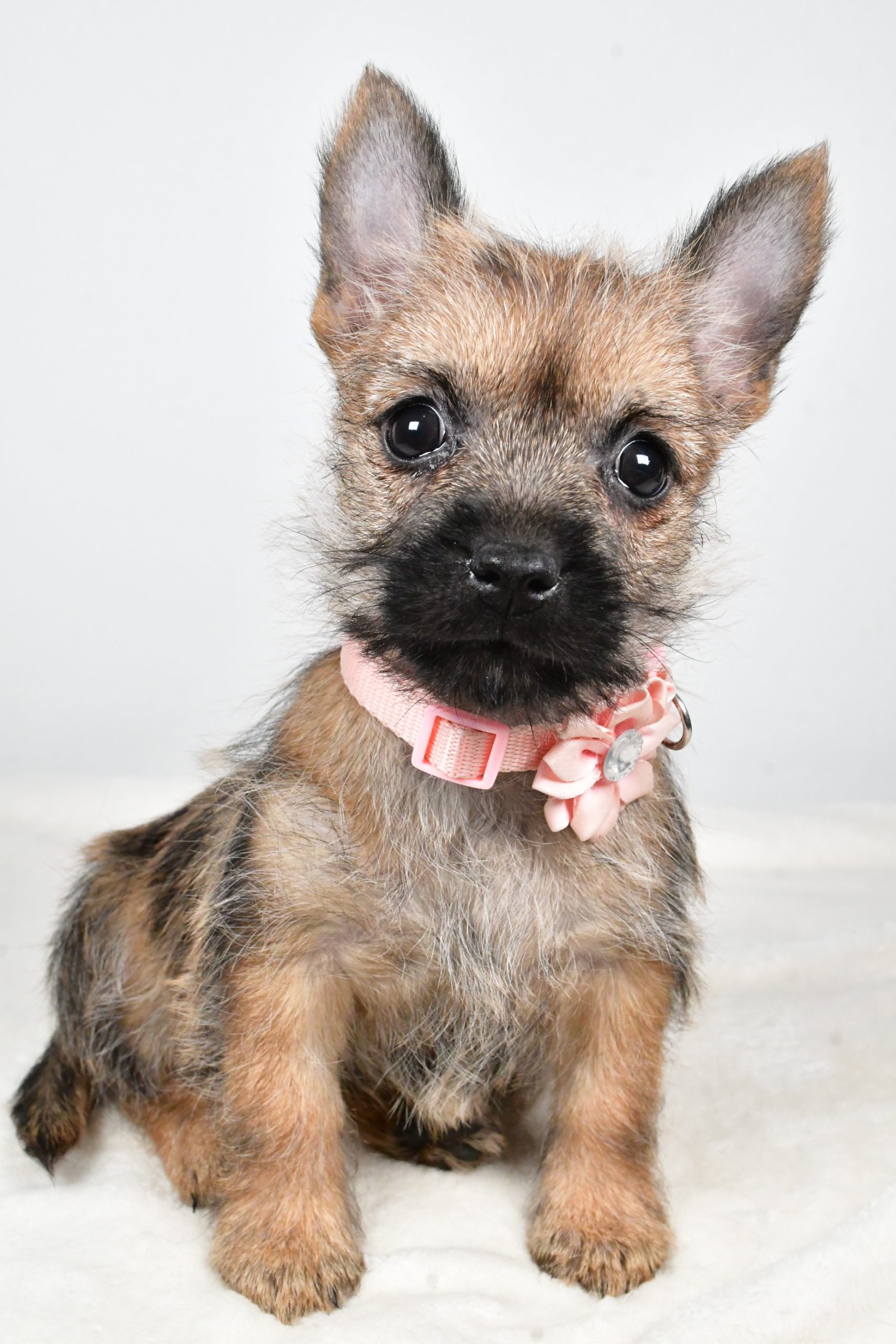 Miss Trisa The Cairn Terrier