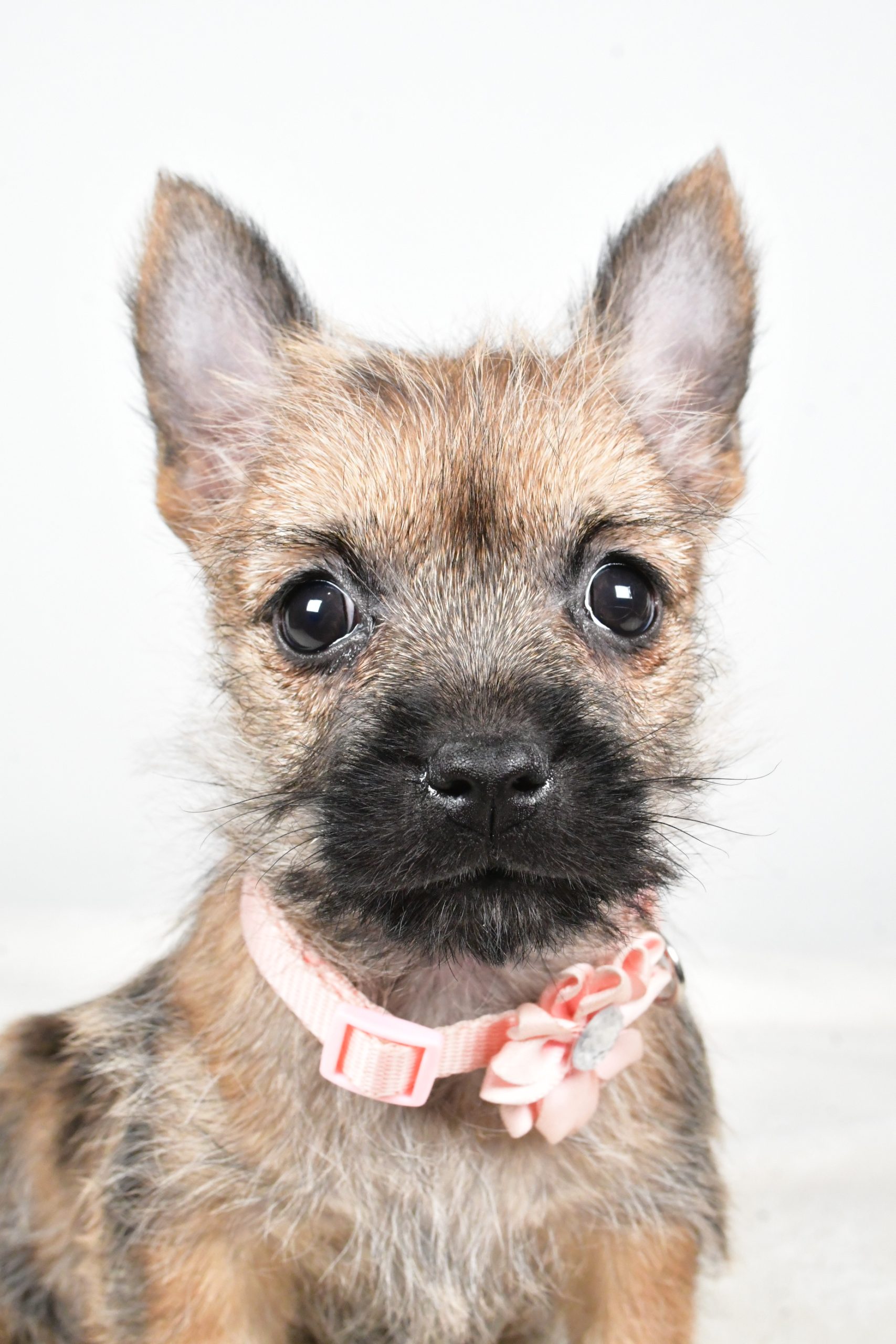 Miss Trisa The Cairn Terrier - Image 2