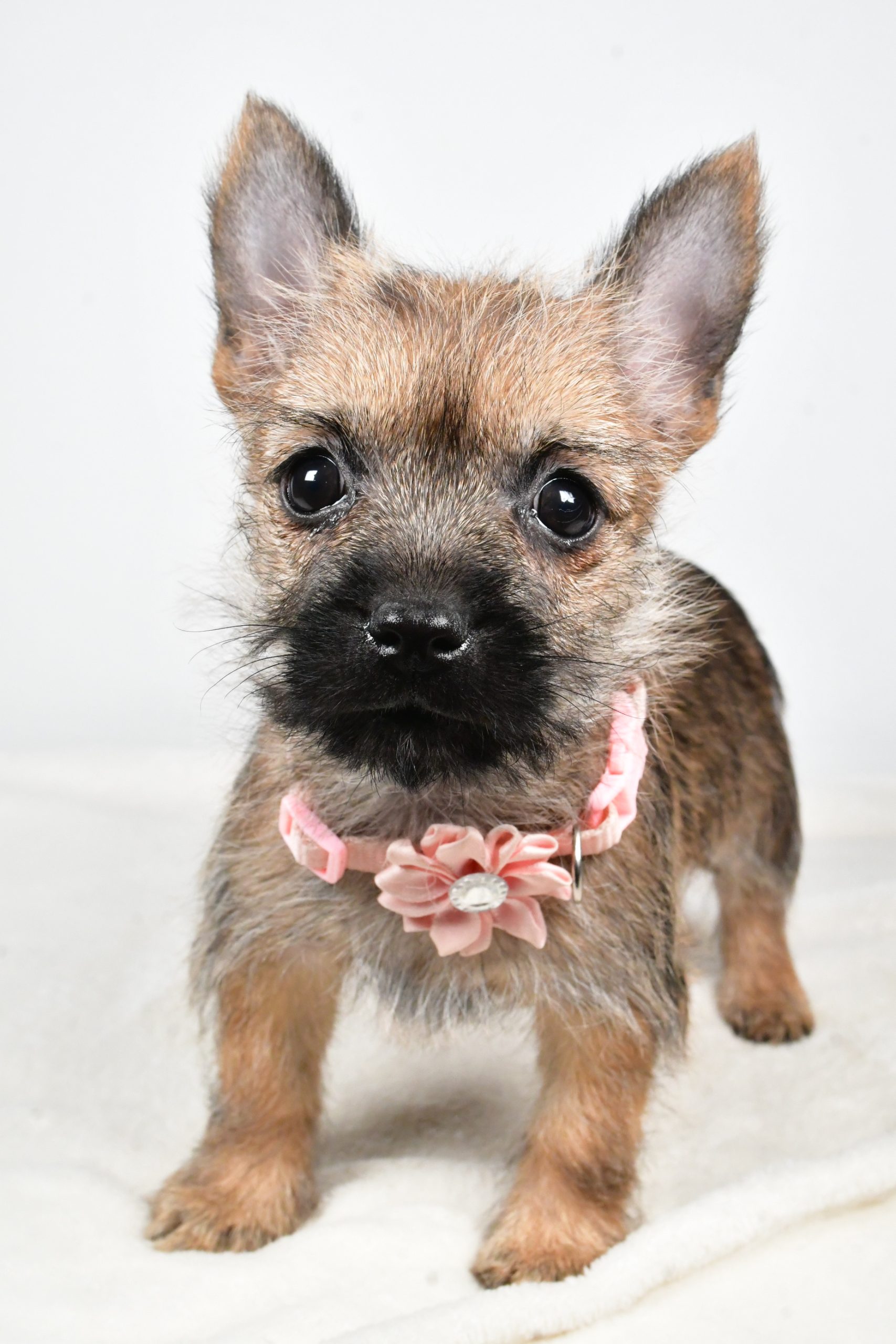 Miss Trisa The Cairn Terrier - Image 3