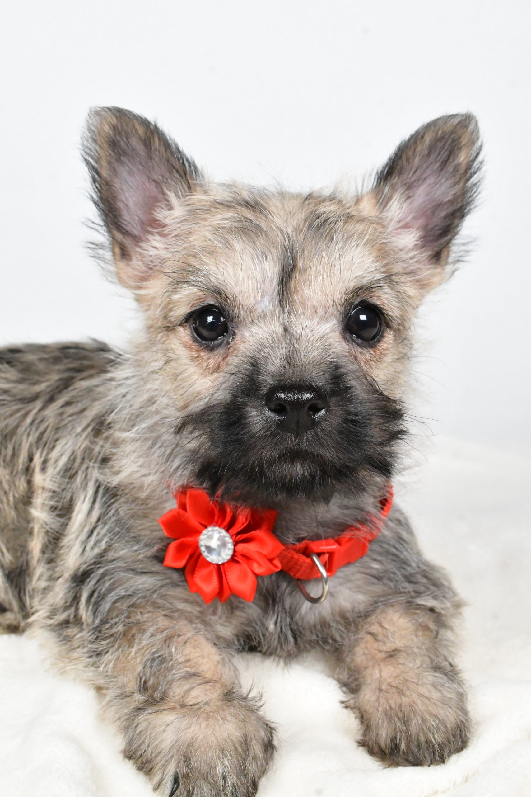 Miss Tammy The Cairn Terrier - Image 7