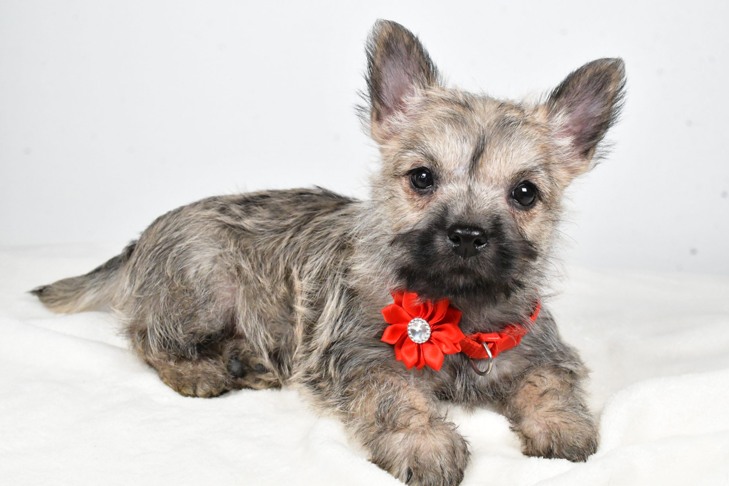 Miss Tammy The Cairn Terrier - Image 8