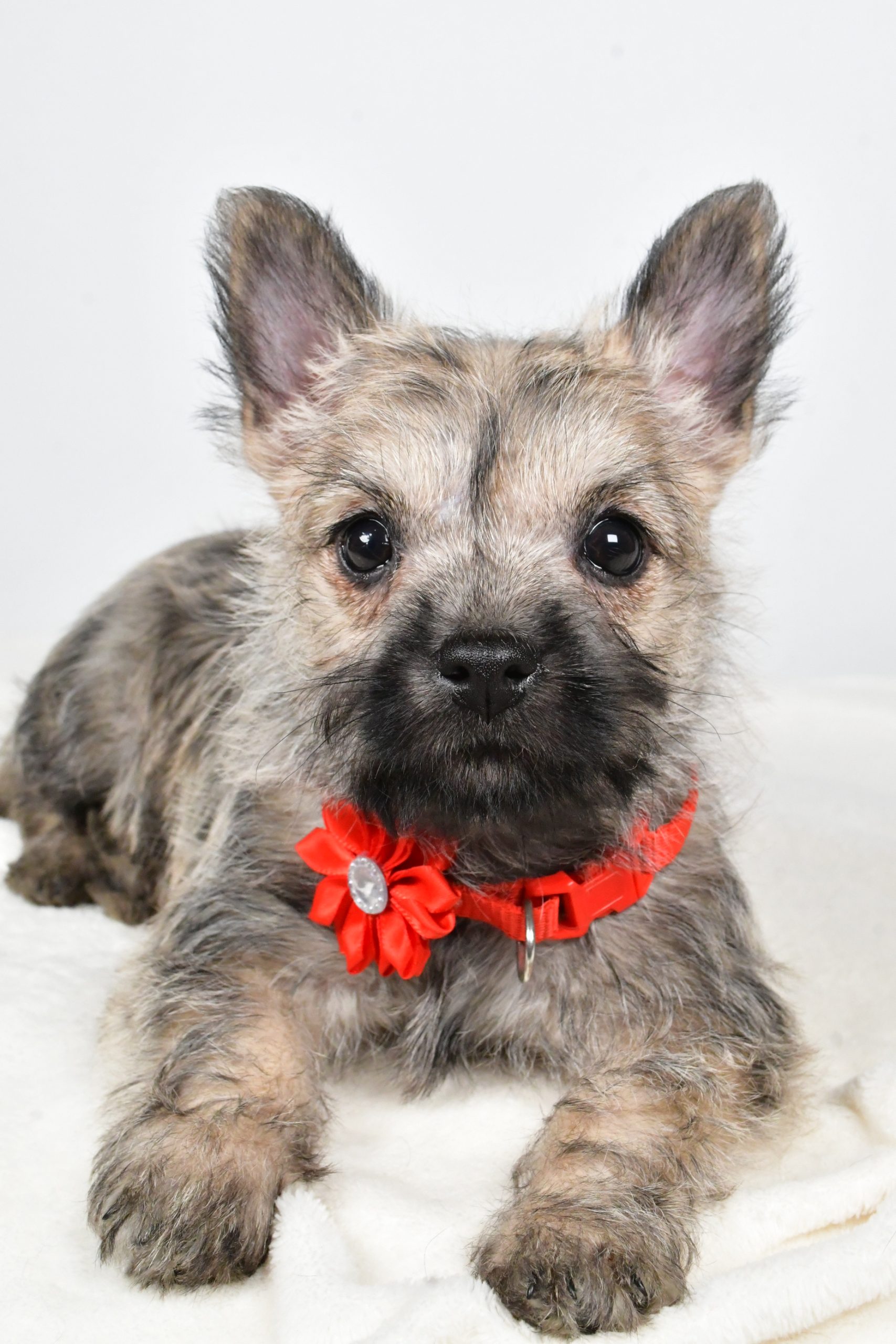 Miss Tammy The Cairn Terrier - Image 6