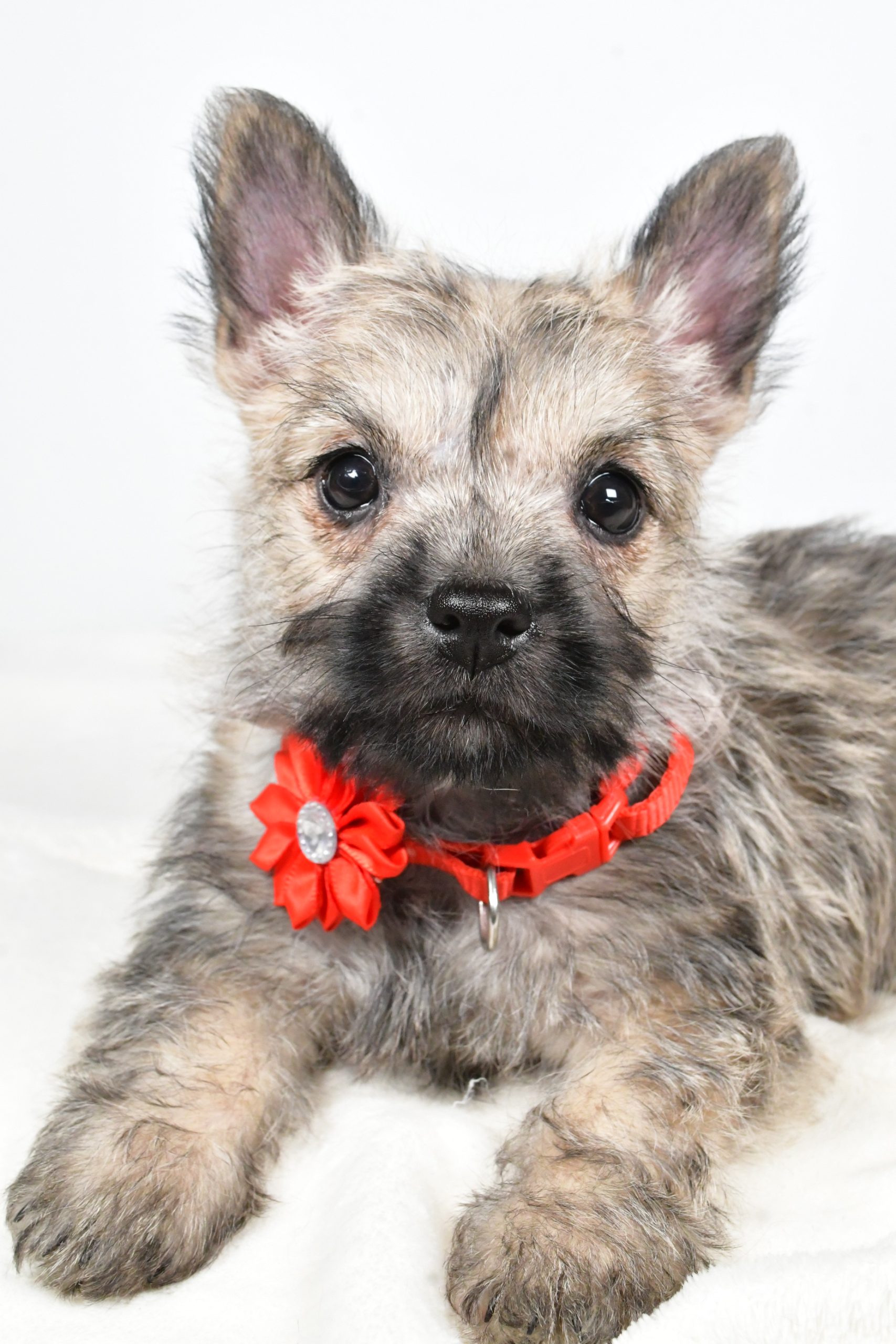 Miss Tammy The Cairn Terrier - Image 5