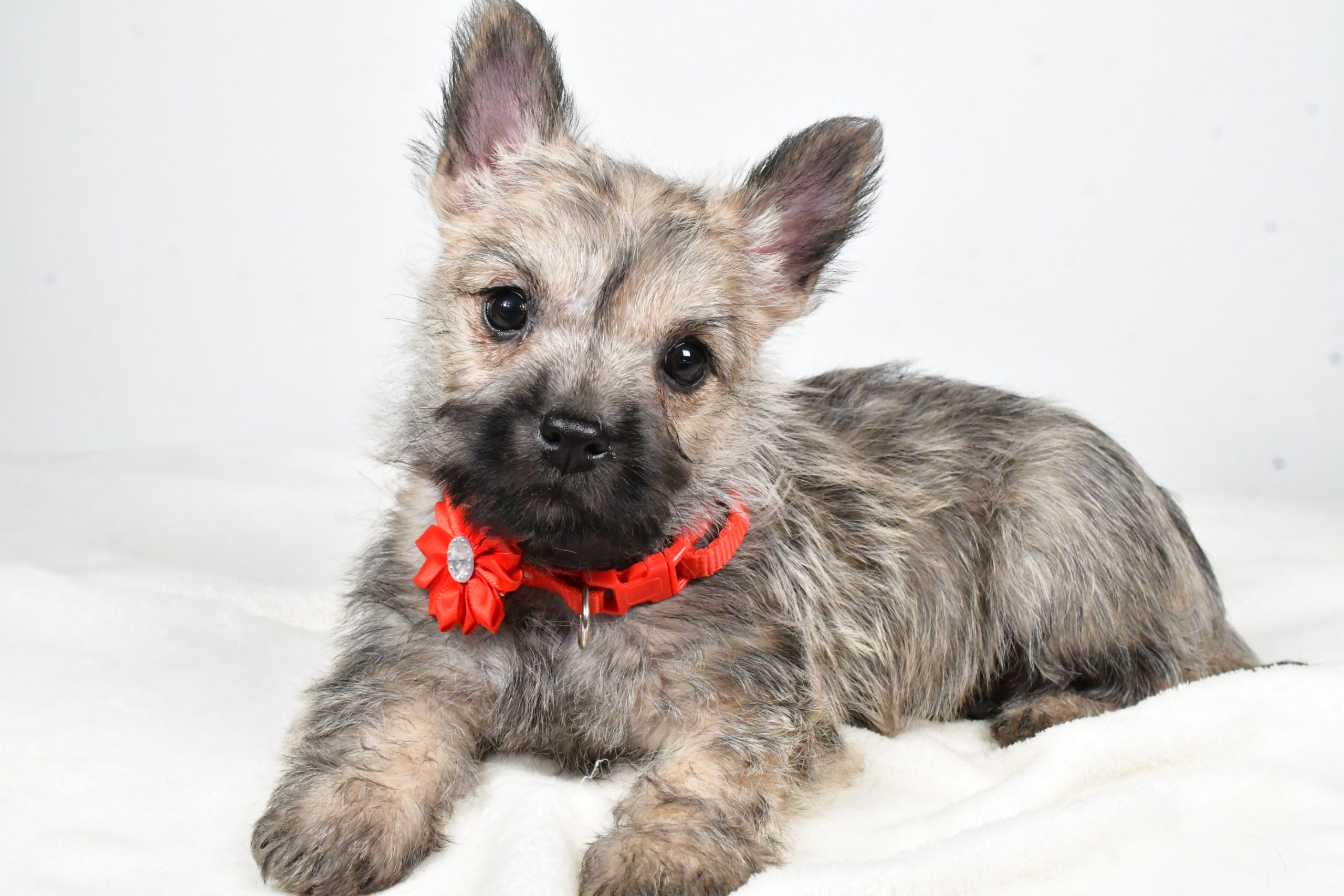 Miss Tammy The Cairn Terrier - Image 9