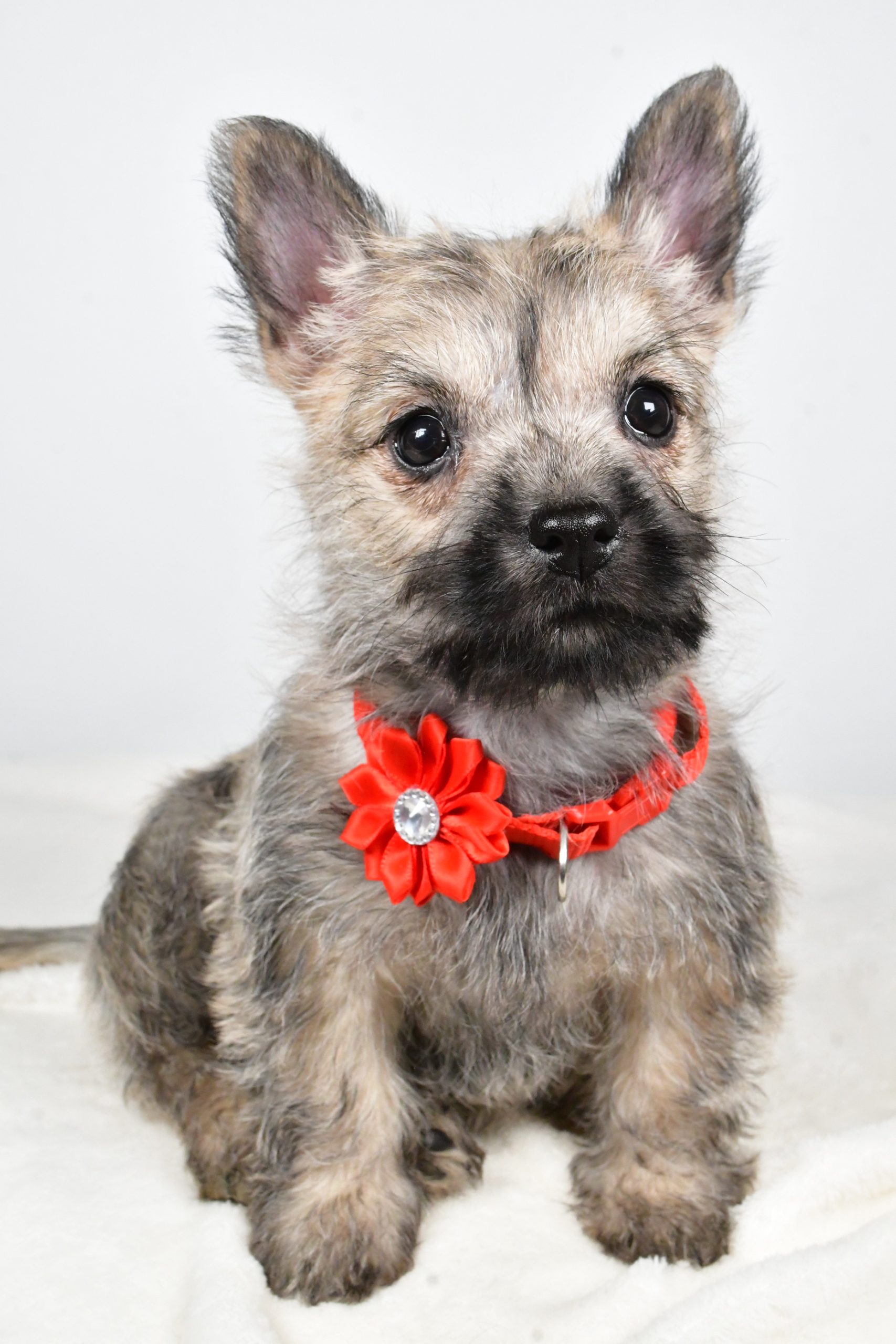 Miss Tammy The Cairn Terrier - Image 3