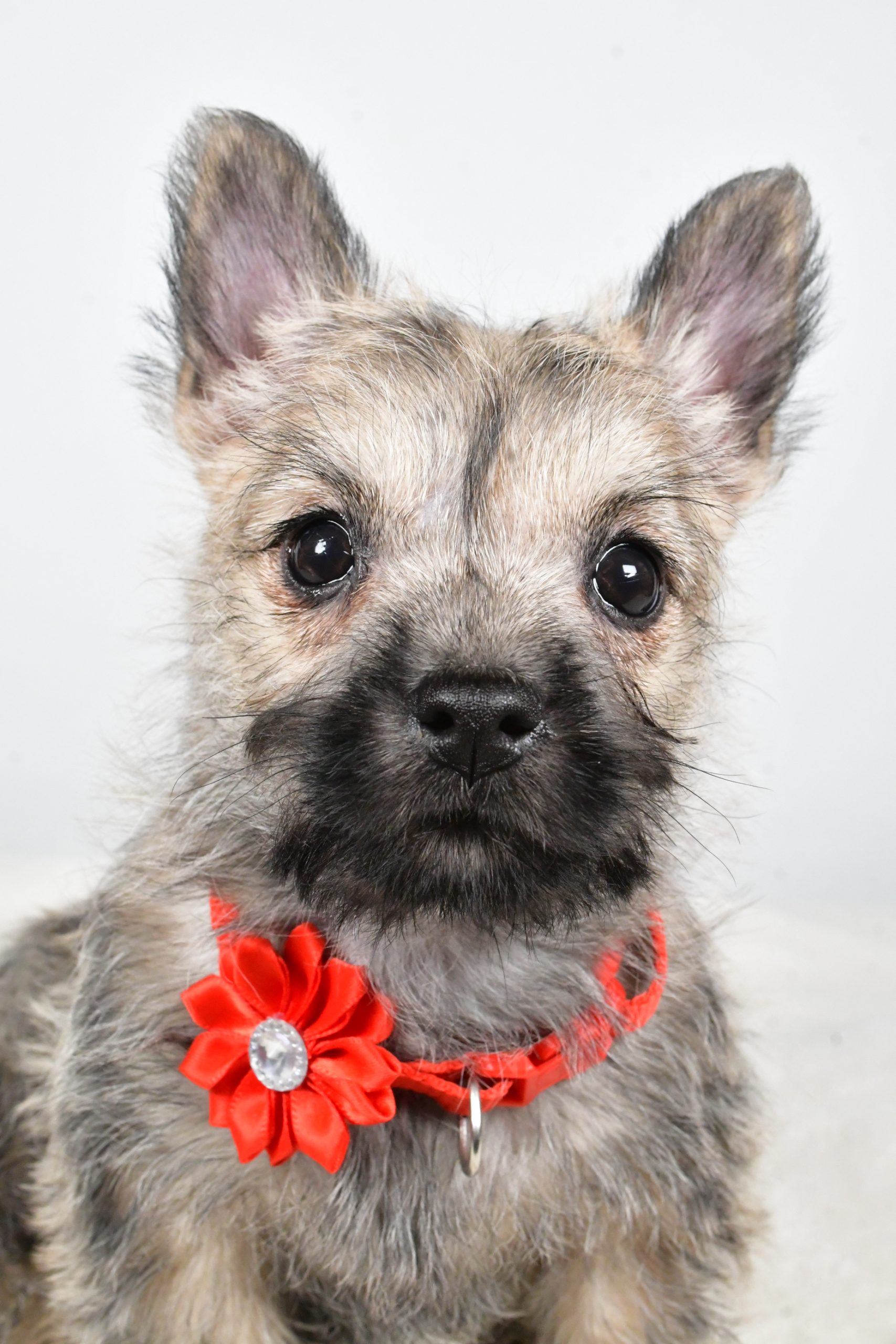 Miss Tammy The Cairn Terrier - Image 2