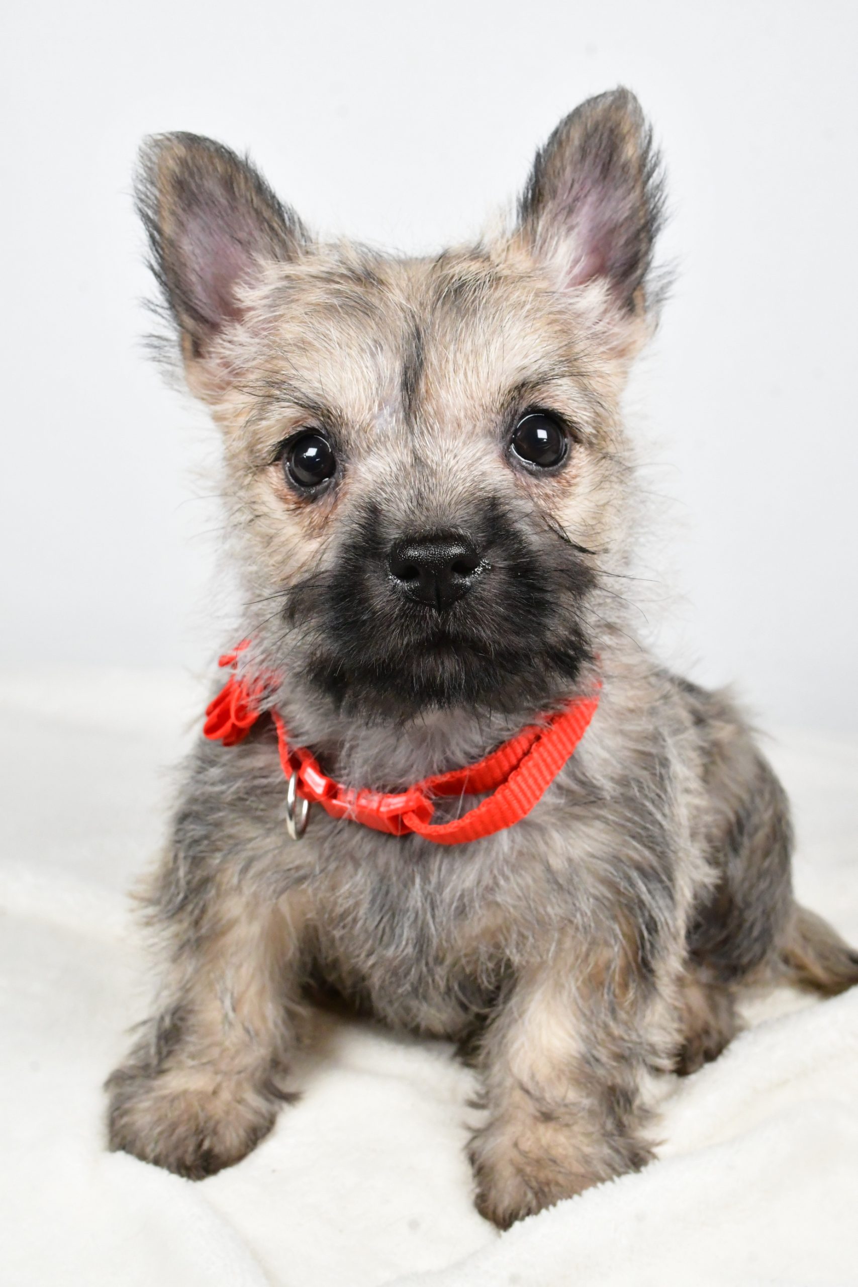 Miss Tammy The Cairn Terrier - Image 4