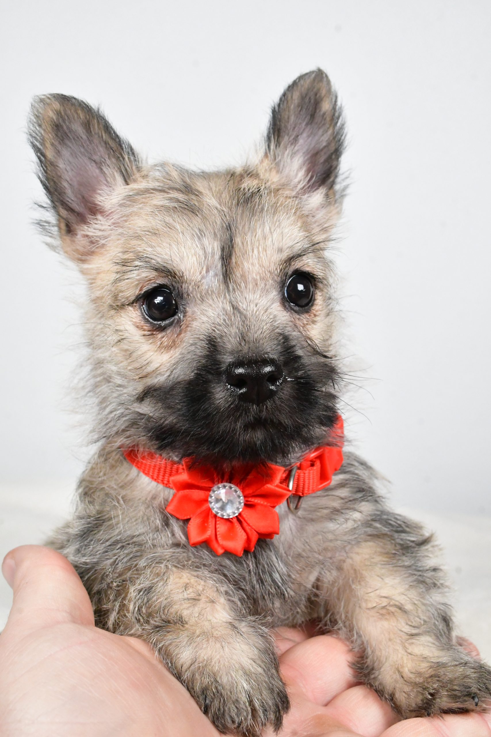 Miss Tammy The Cairn Terrier