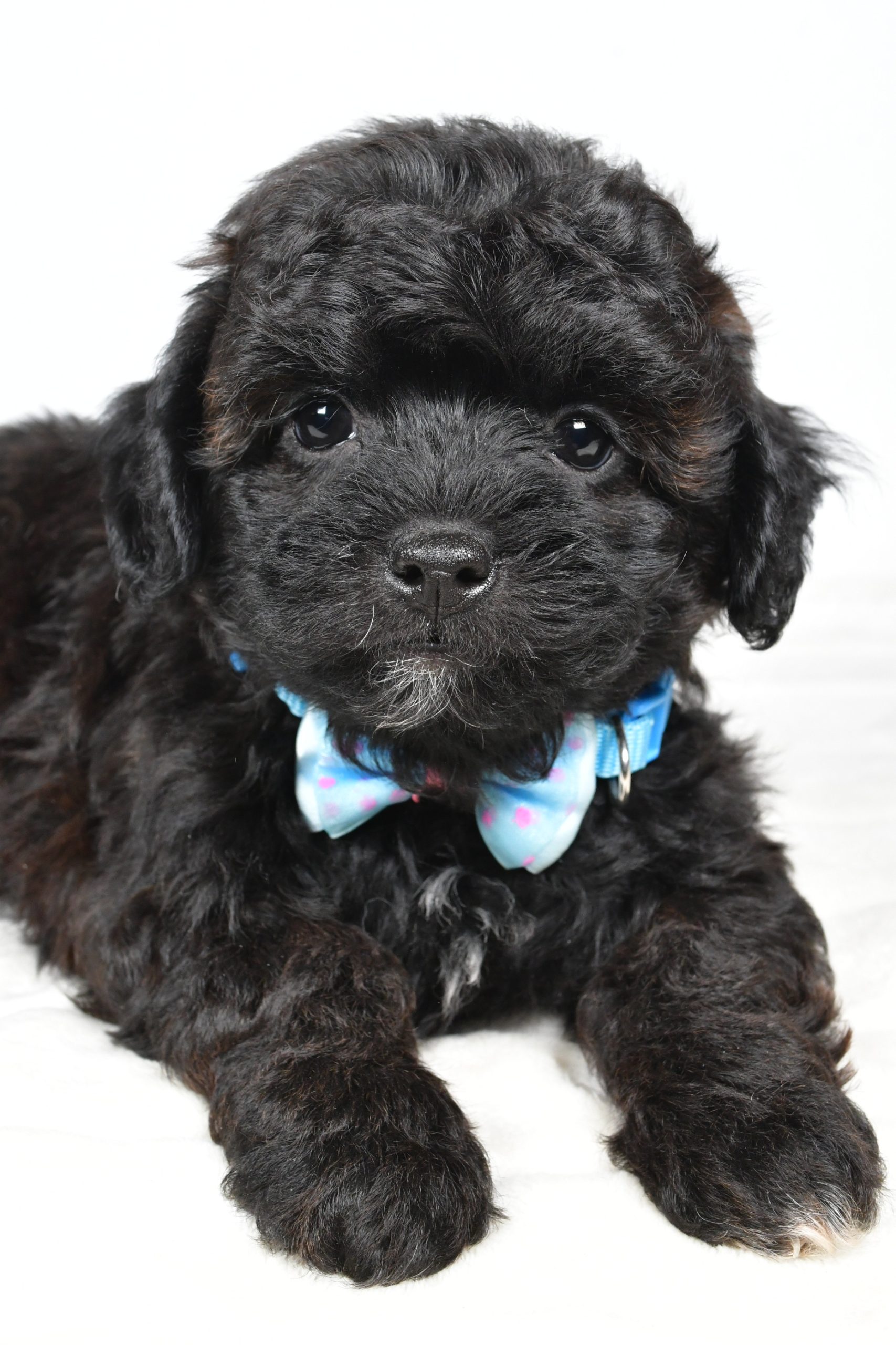 Mr Ian The Shihpoo - Image 7