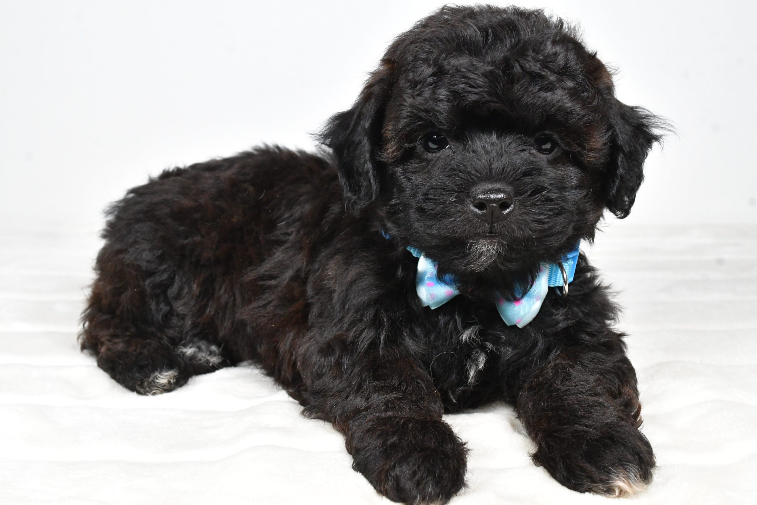 Mr Ian The Shihpoo - Image 9