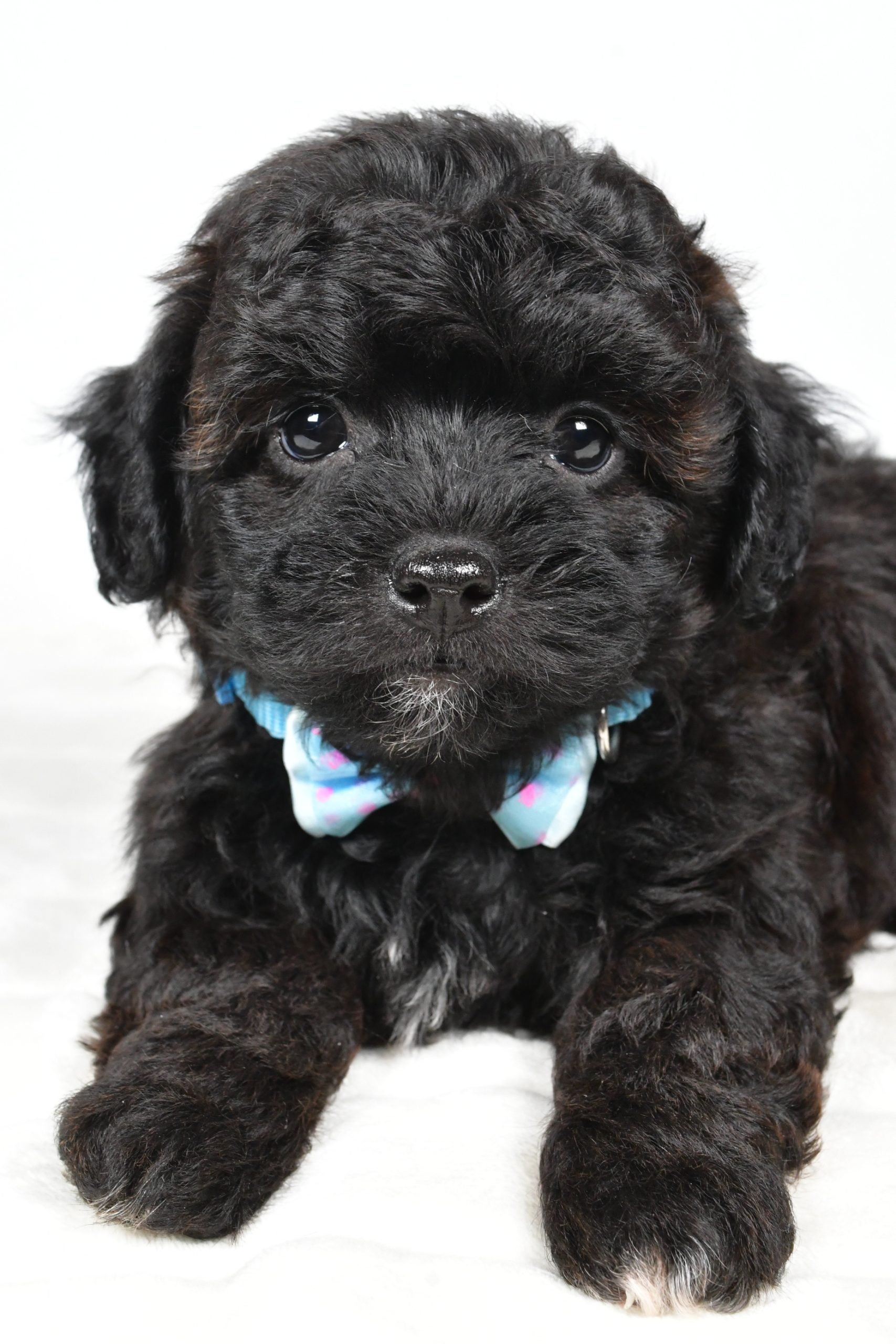 Mr Ian The Shihpoo - Image 5