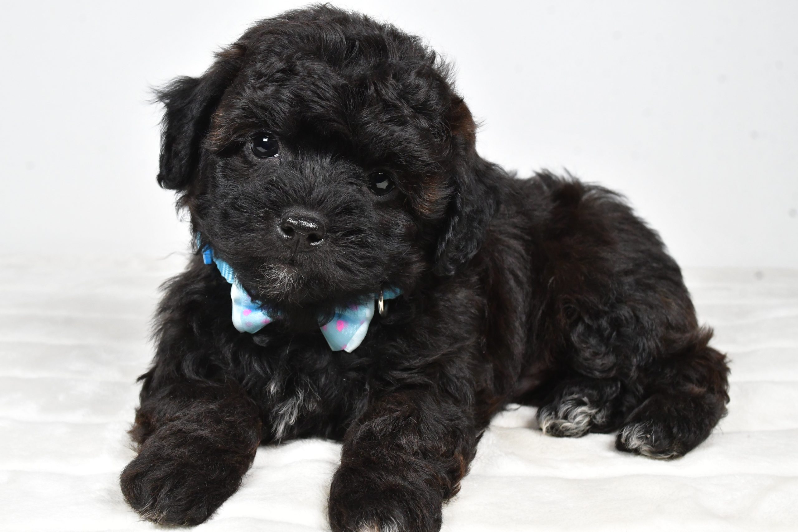 Mr Ian The Shihpoo - Image 8