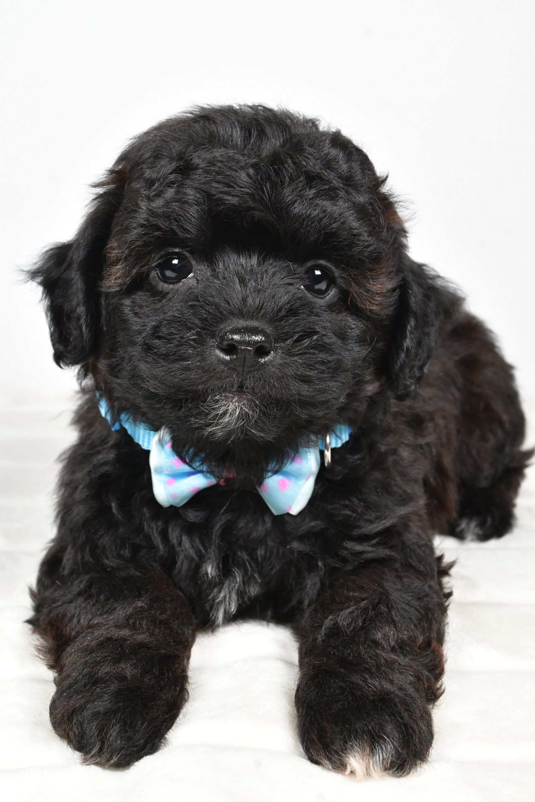 Mr Ian The Shihpoo - Image 6