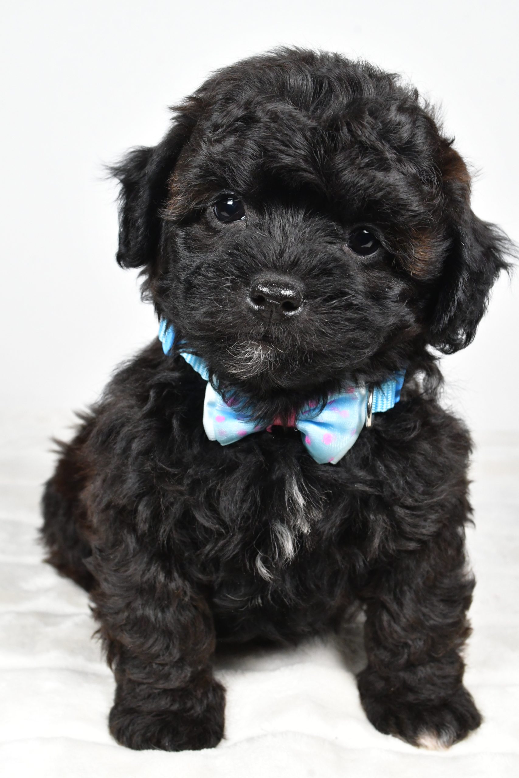 Mr Ian The Shihpoo - Image 4