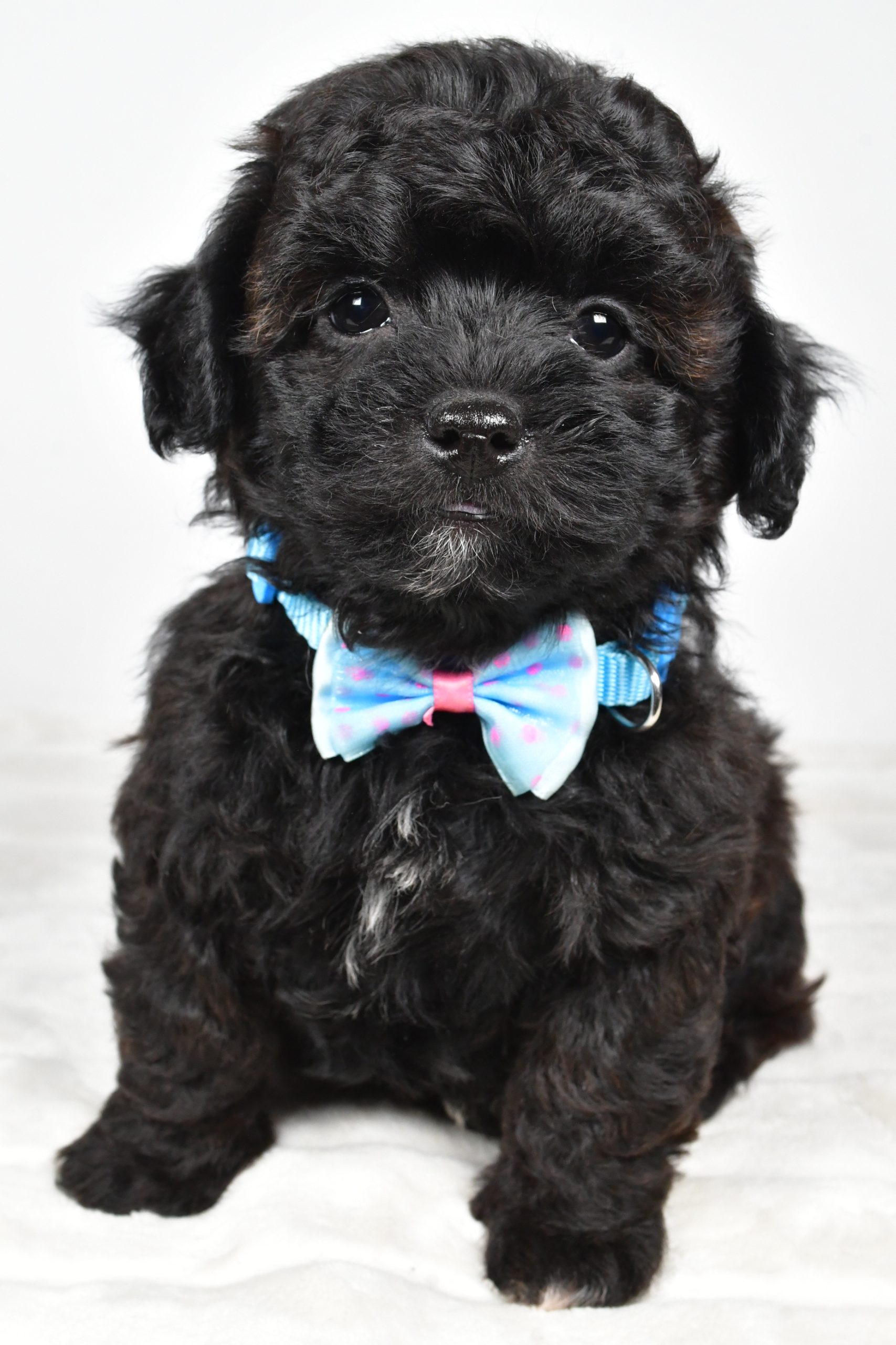 Mr Ian The Shihpoo - Image 3