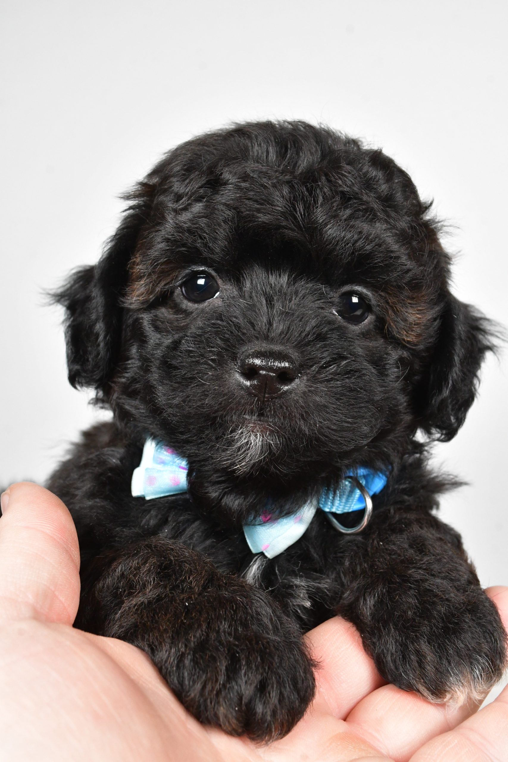 Mr Ian The Shihpoo - Image 2