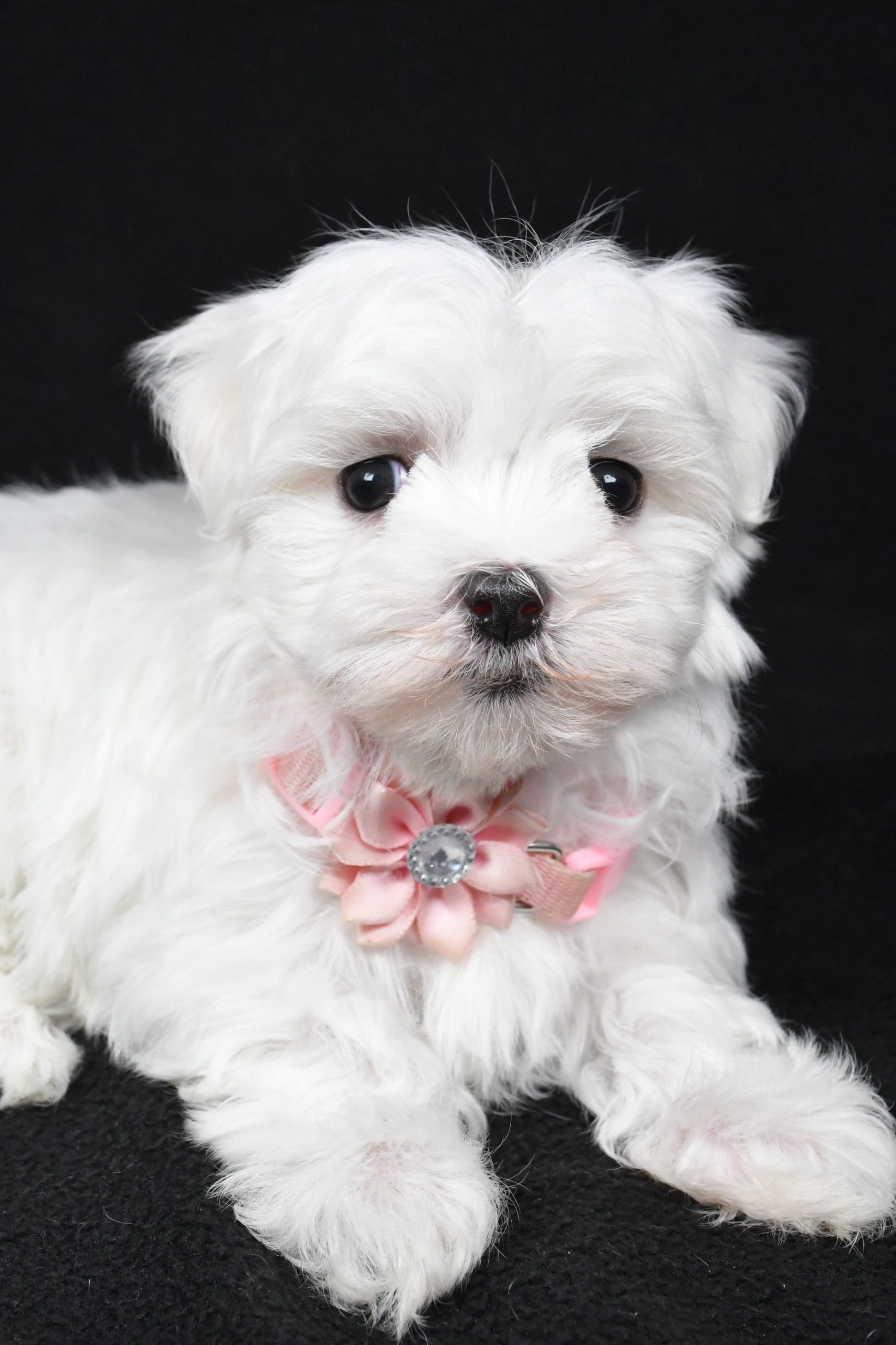 Miss Winnie The Maltese - Image 5