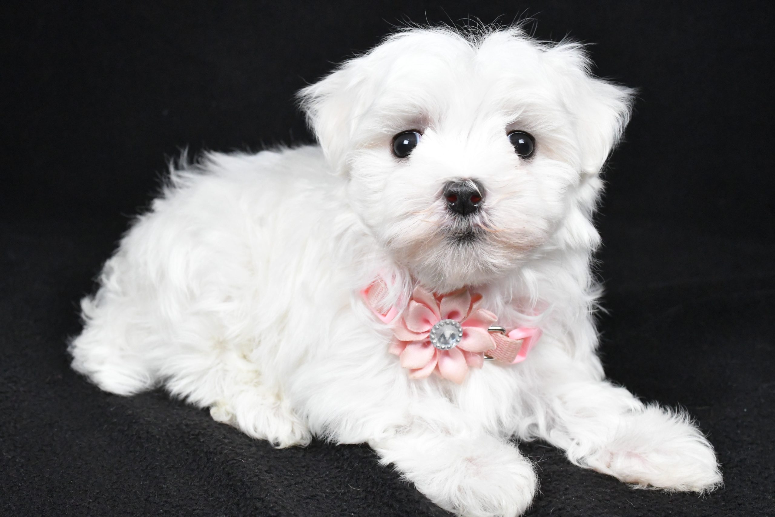 Miss Winnie The Maltese - Image 6