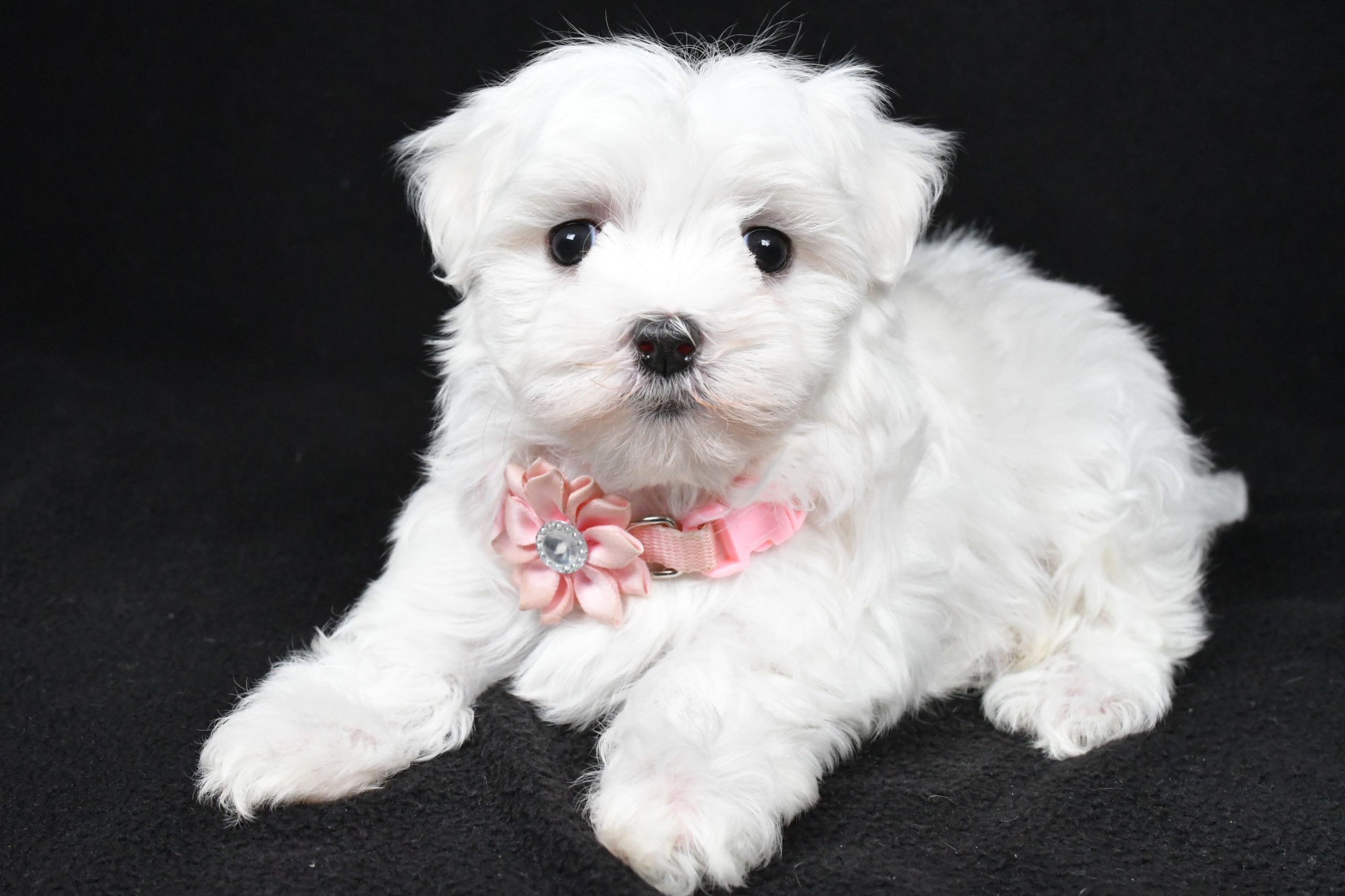 Miss Winnie The Maltese - Image 7