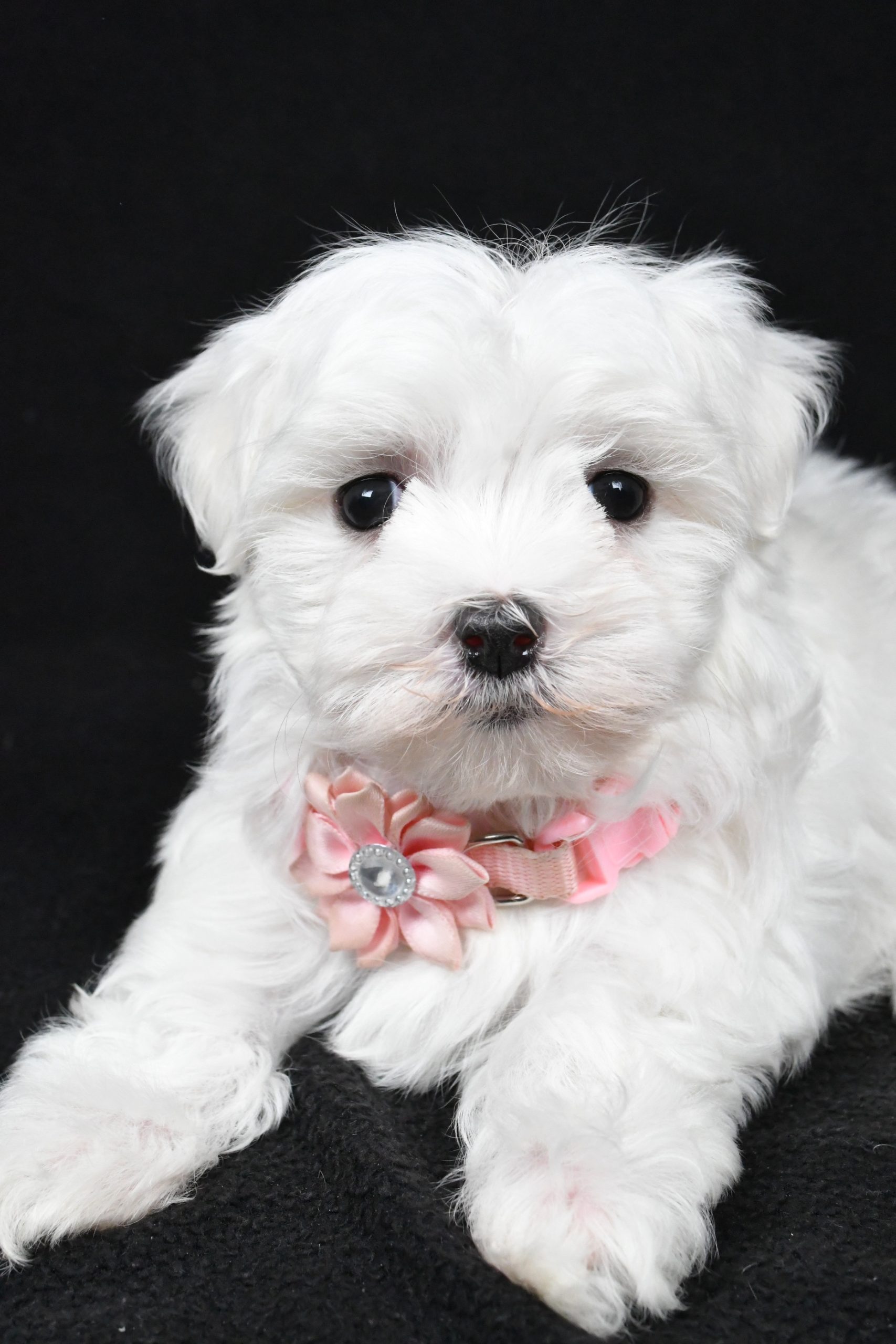 Miss Winnie The Maltese - Image 4