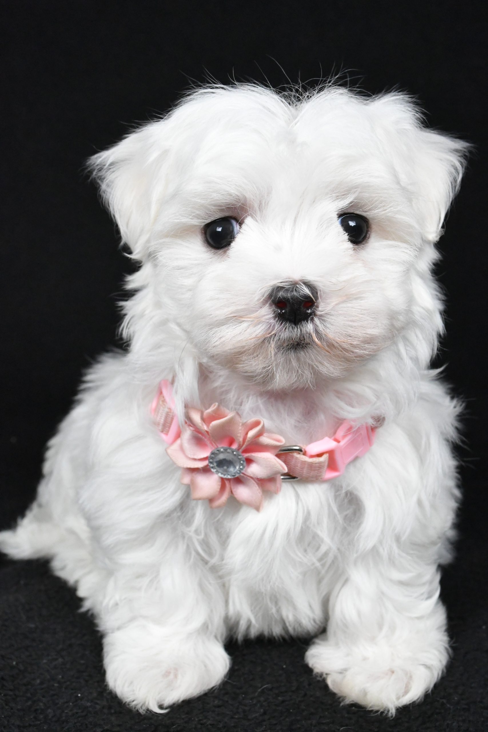 Miss Winnie The Maltese - Image 2