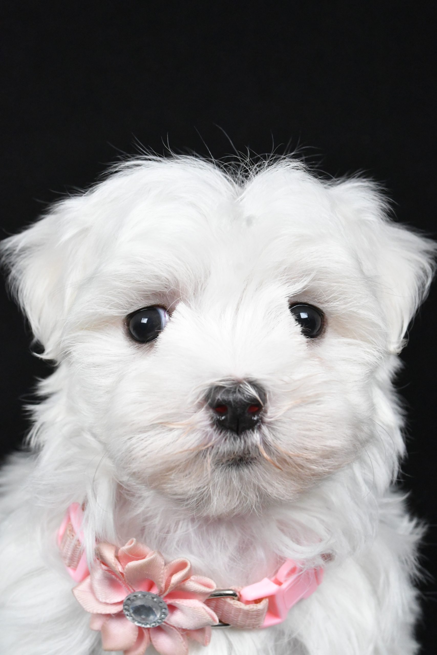 Miss Winnie The Maltese - Image 3