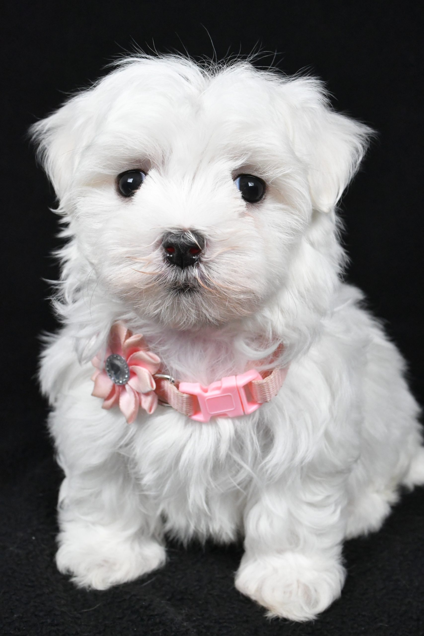 Miss Winnie The Maltese