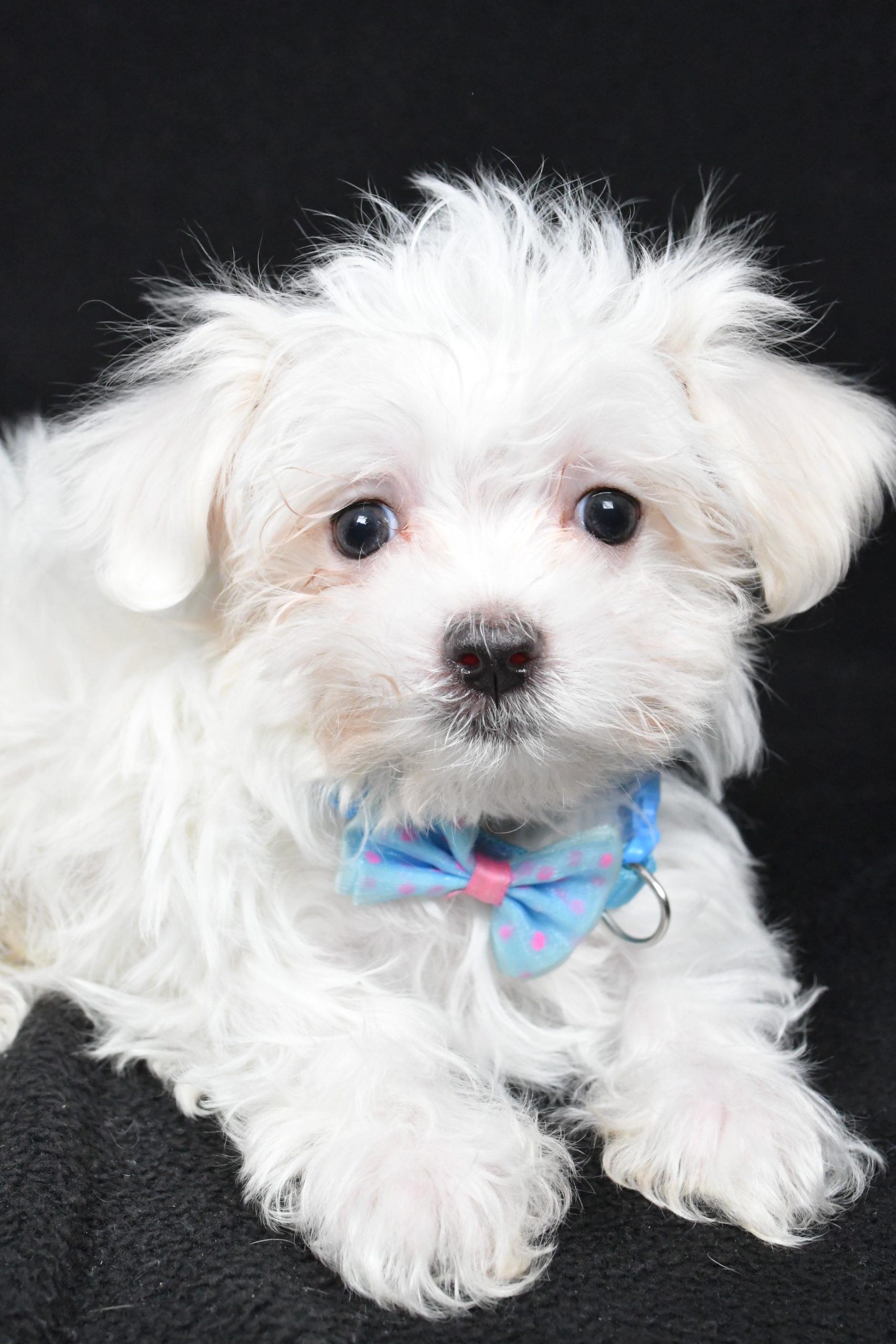 Miss Lyndon The Maltese - Image 4