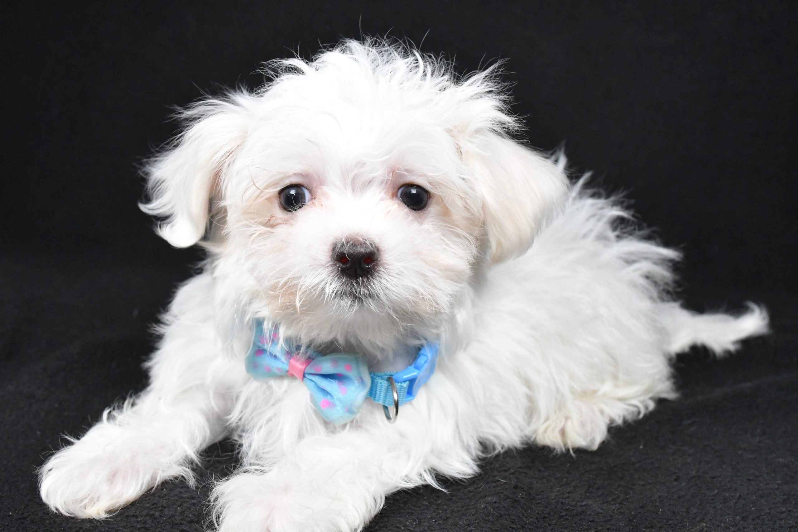 Miss Lyndon The Maltese - Image 5
