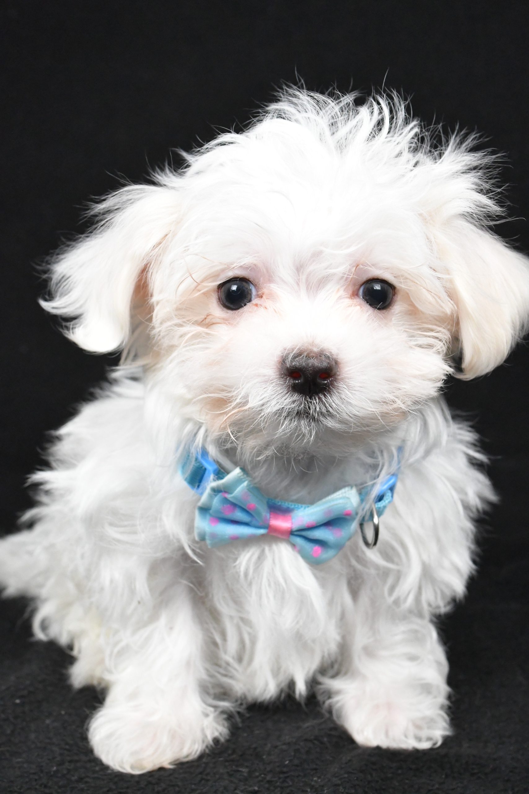 Miss Lyndon The Maltese