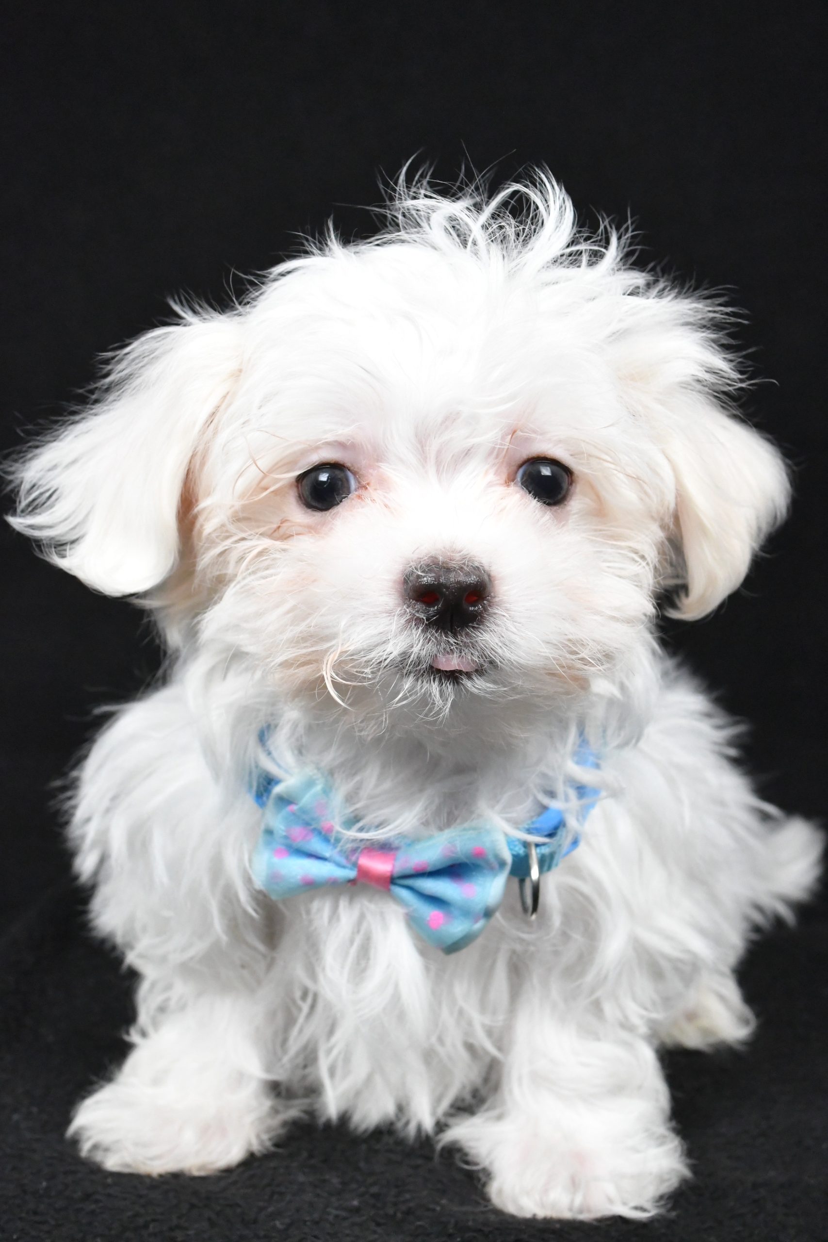 Miss Lyndon The Maltese - Image 2