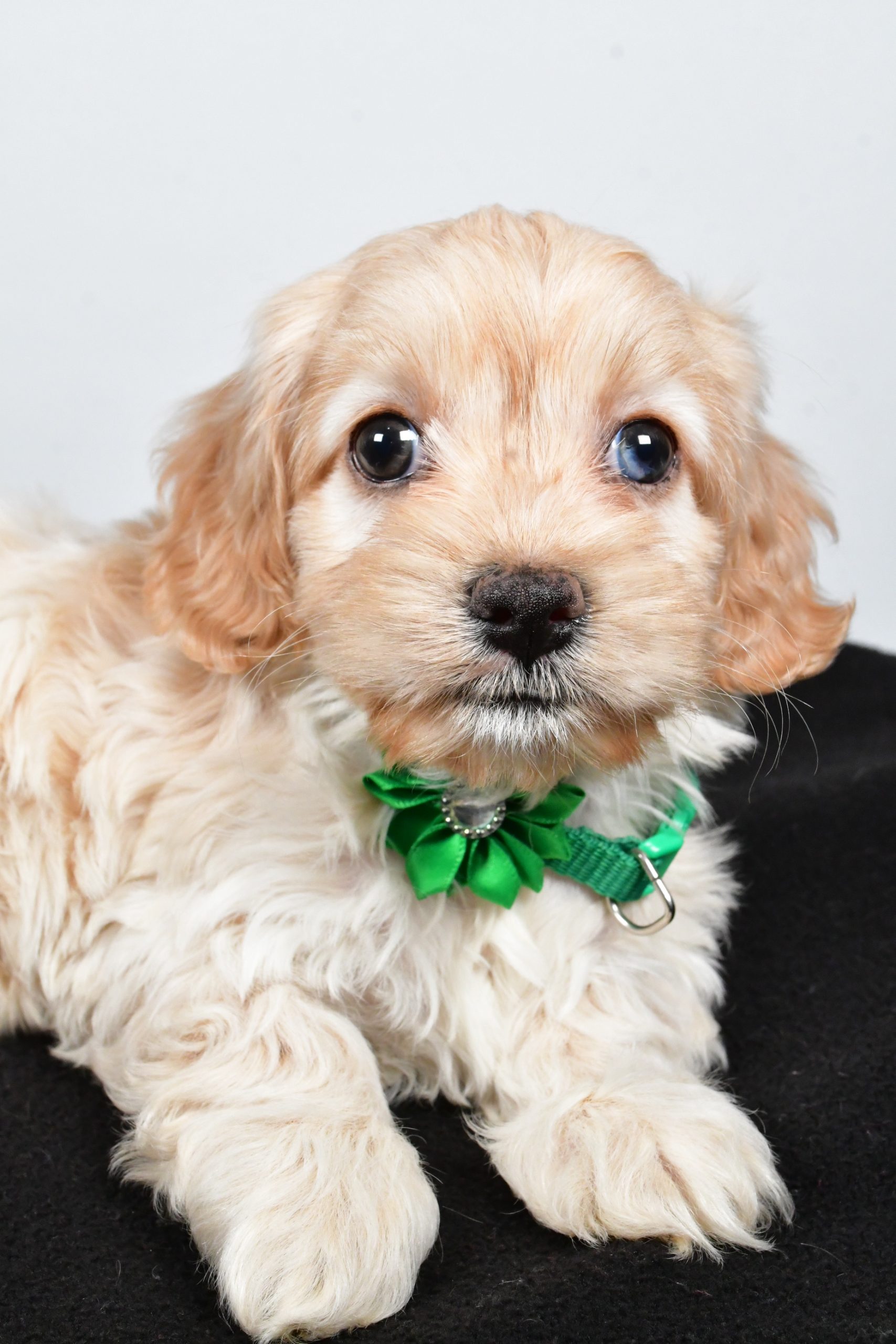 Miss Carmel The Cockapoo - Image 3