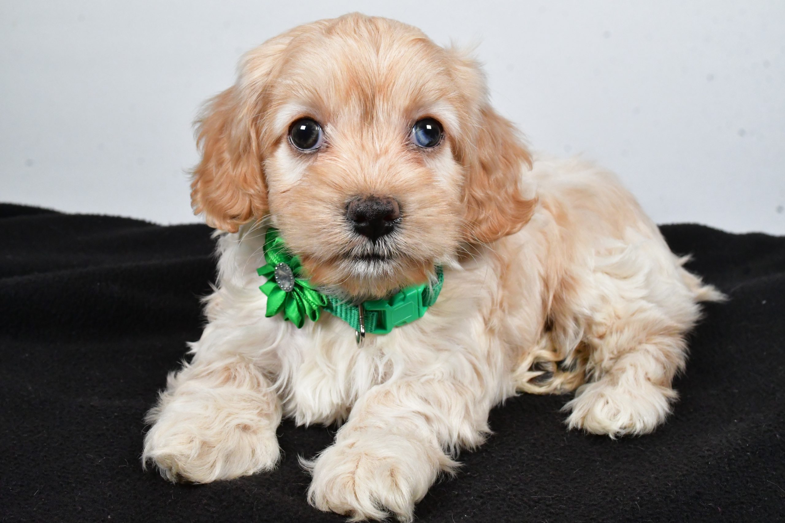 Miss Carmel The Cockapoo - Image 6