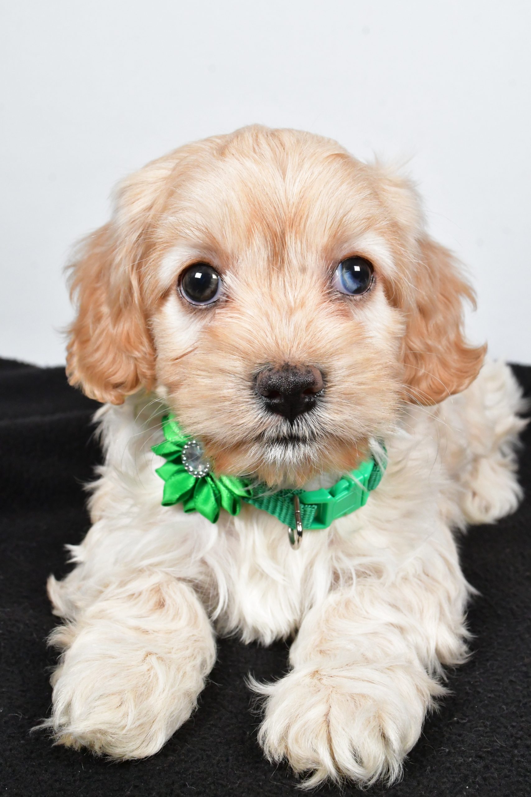Miss Carmel The Cockapoo - Image 5