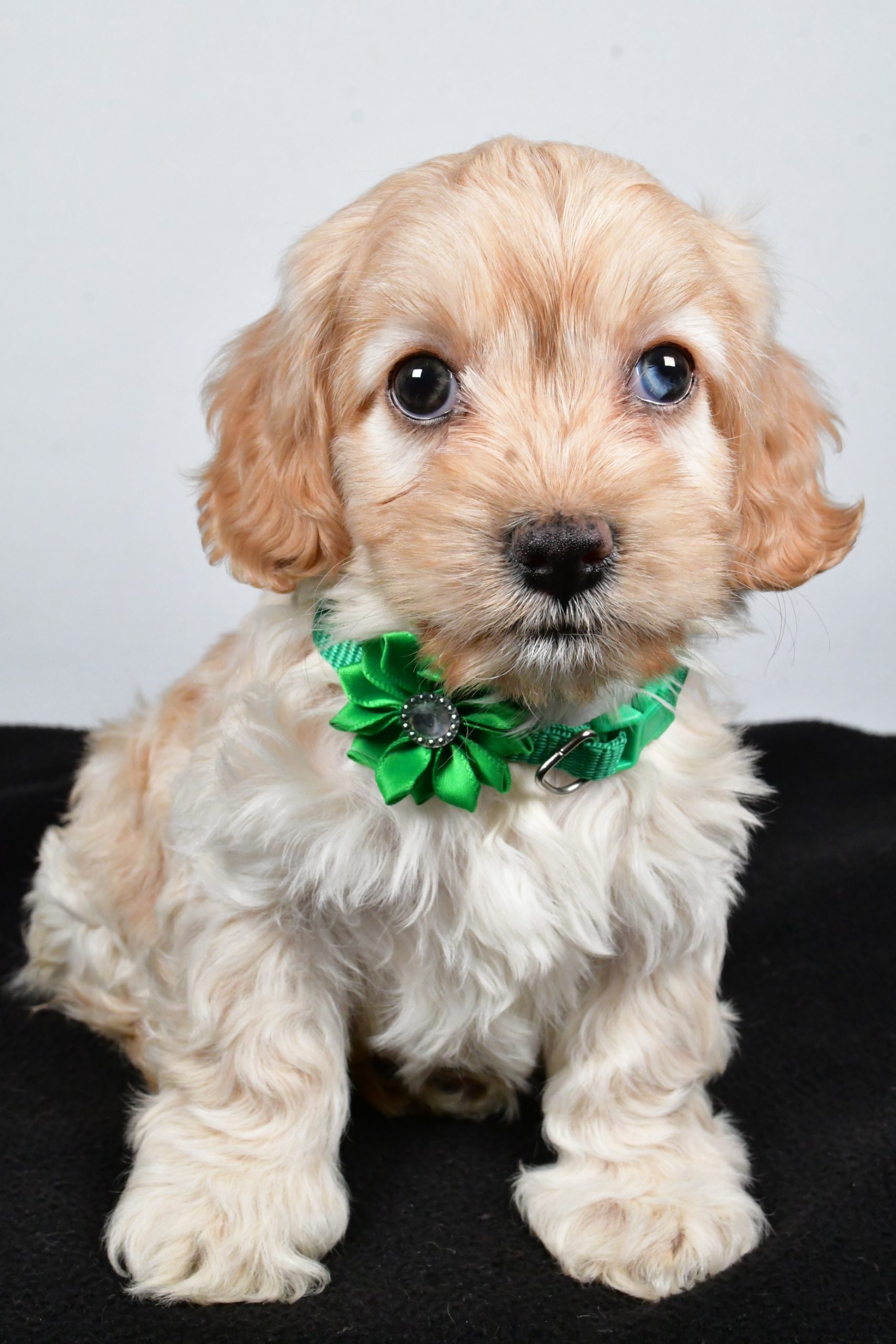 Miss Carmel The Cockapoo - Image 2