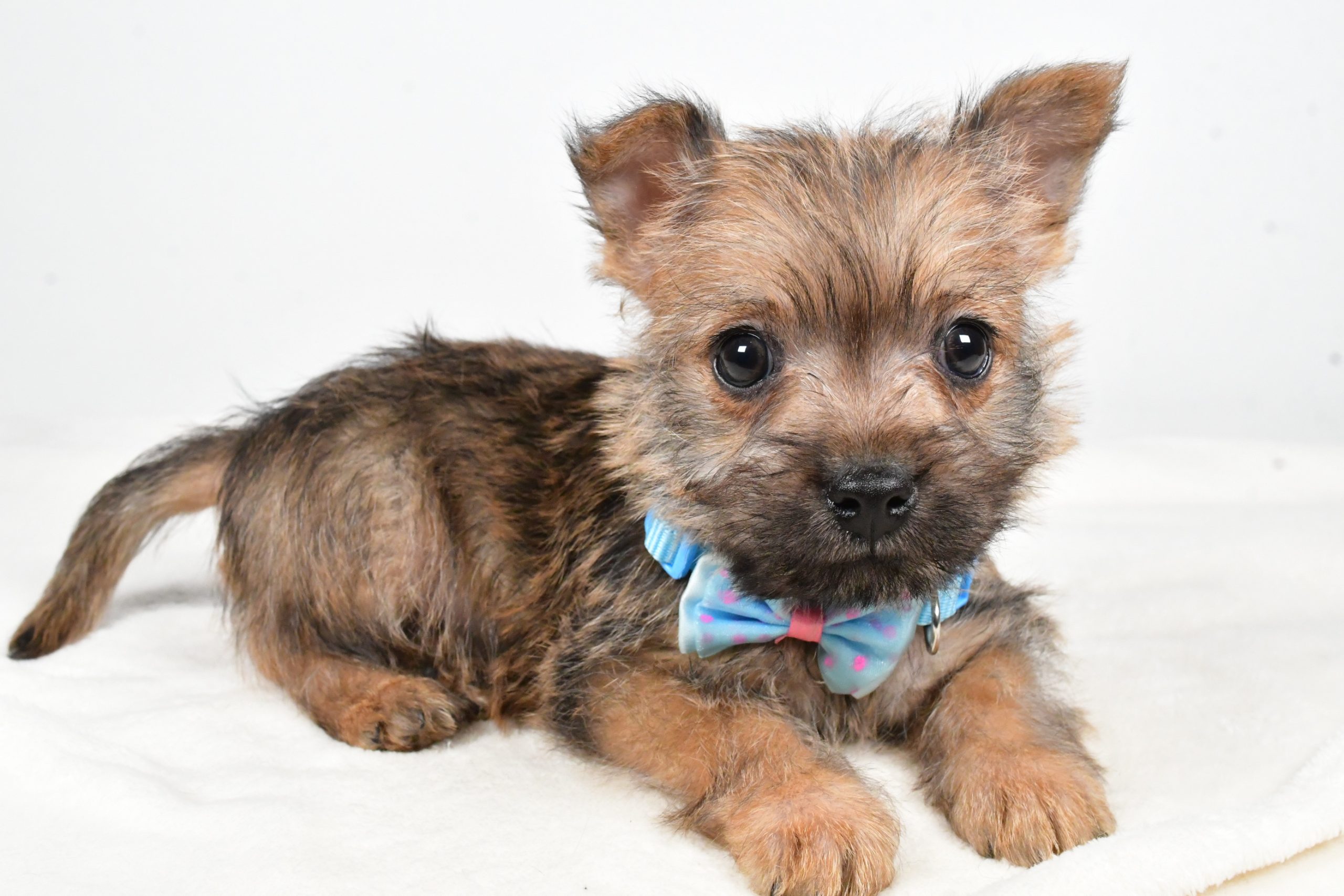 Mr Theodore The Cairn Terrier - Image 7