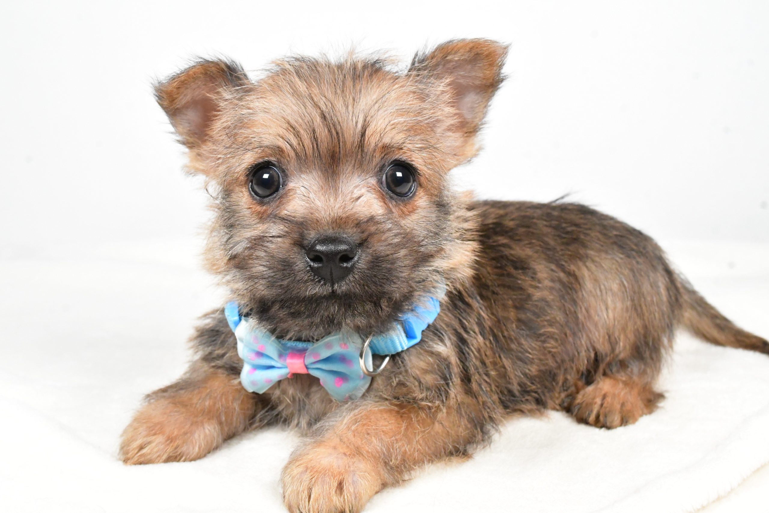 Mr Theodore The Cairn Terrier - Image 6