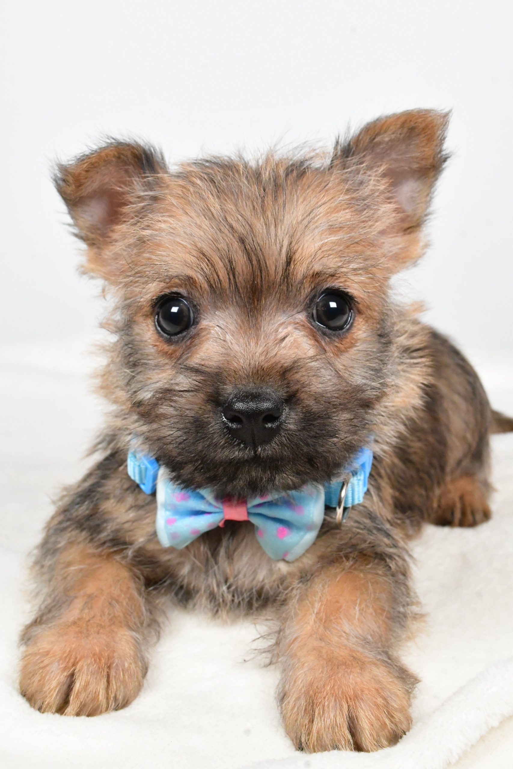 Mr Theodore The Cairn Terrier - Image 5