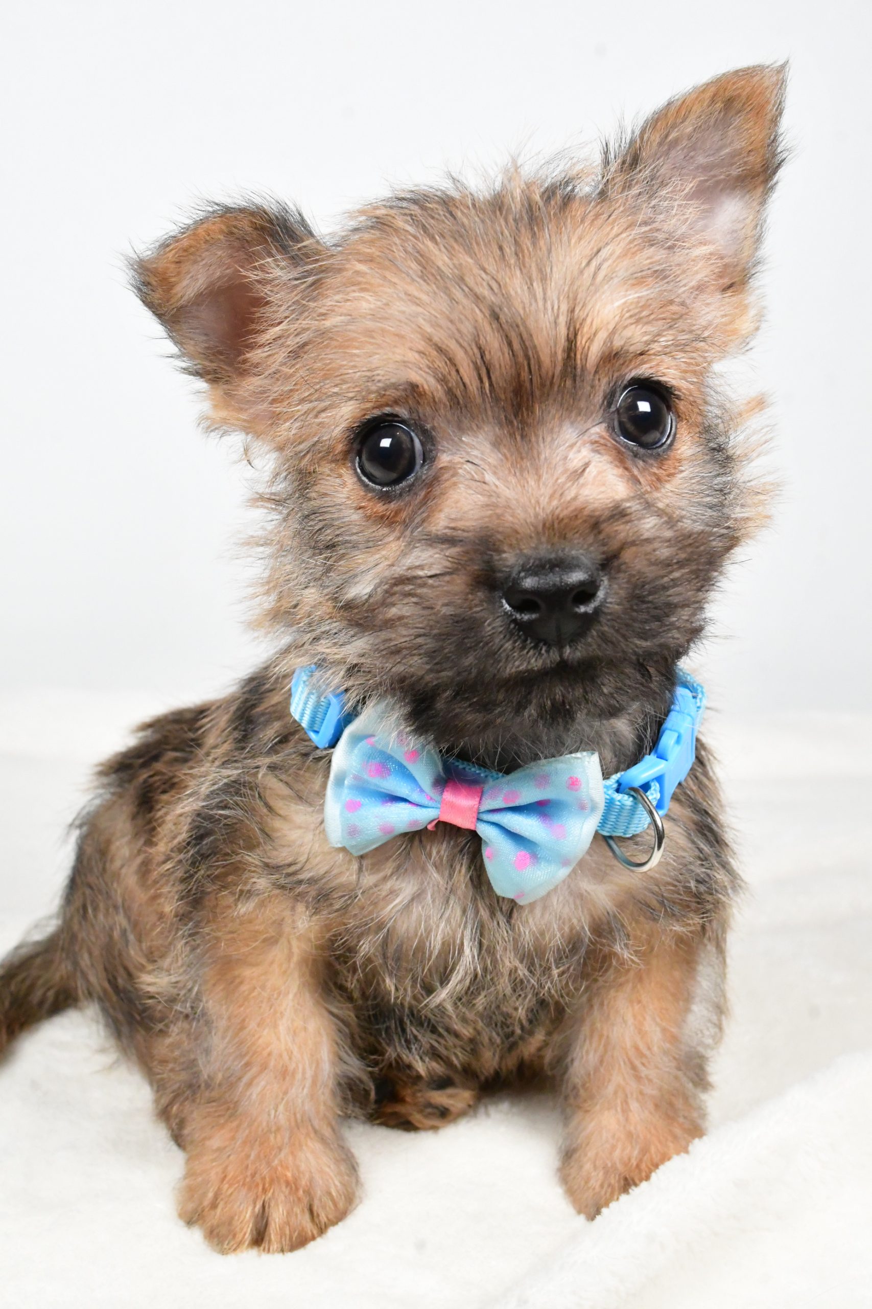 Mr Theodore The Cairn Terrier - Image 2