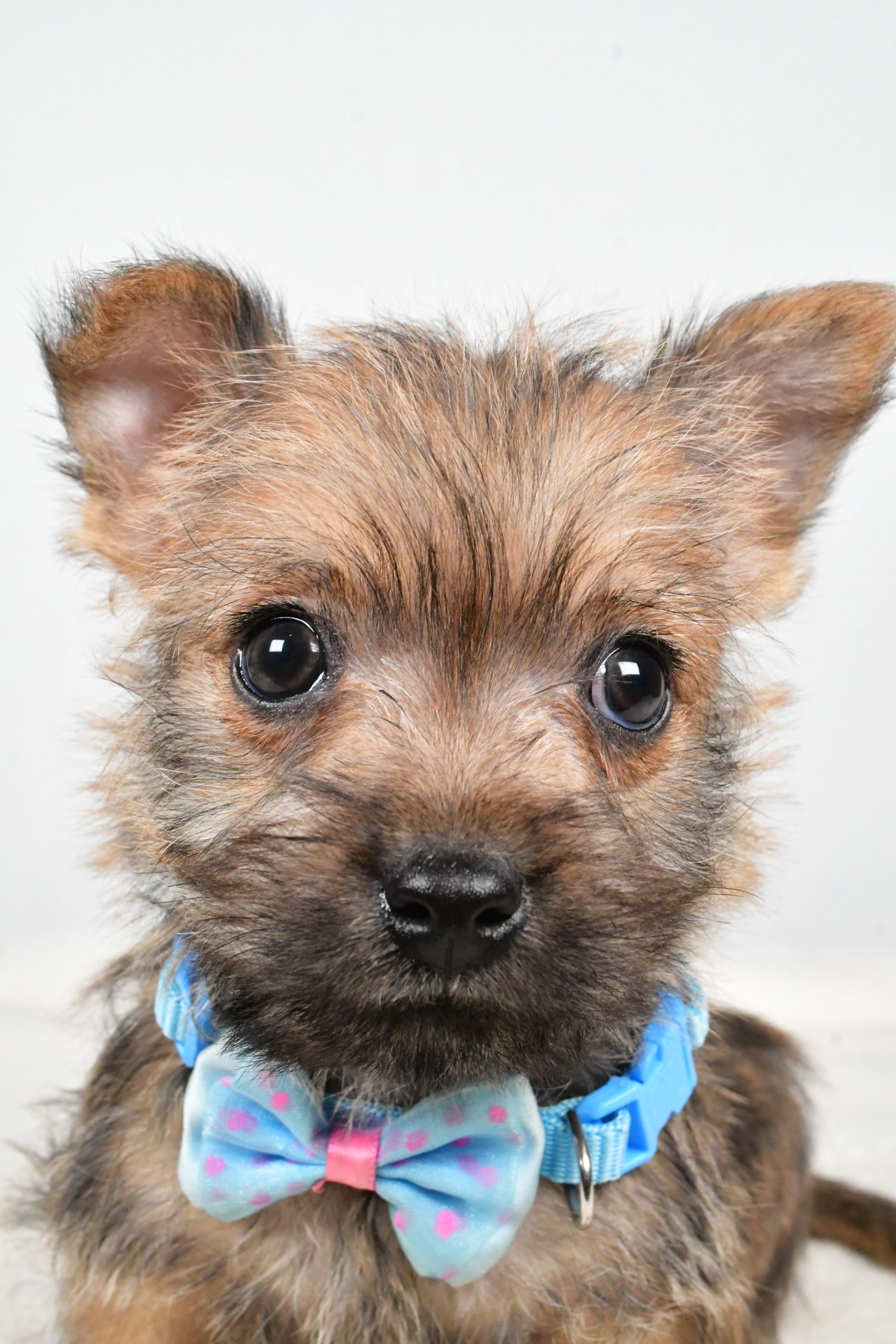 Mr Theodore The Cairn Terrier