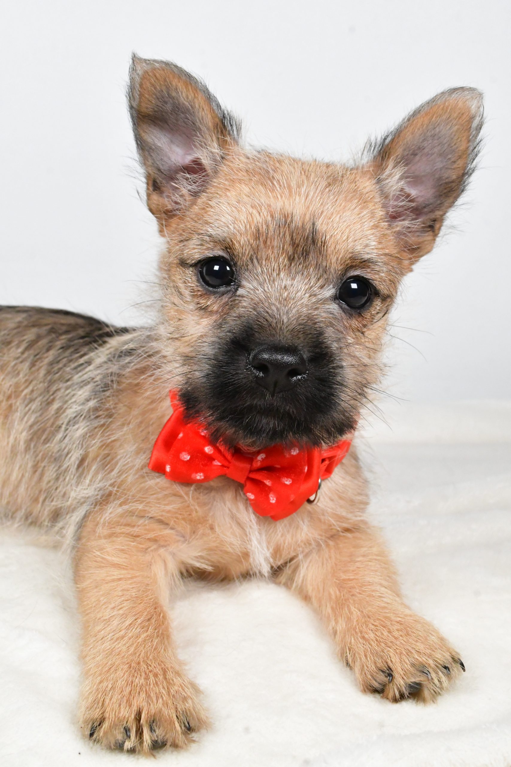Mr Tristan The Cairn Terrier - Image 5